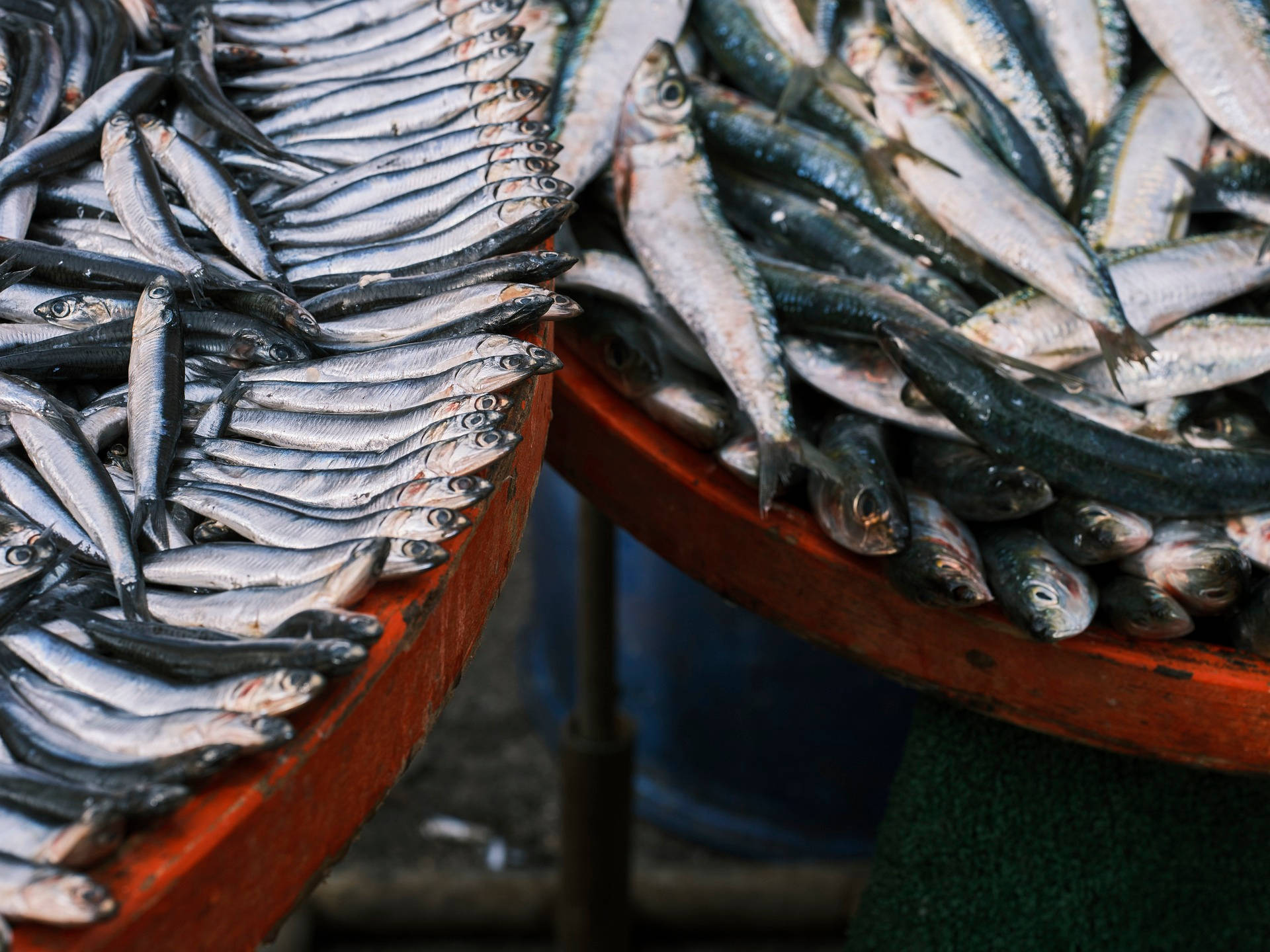 Herring 桌布 壁紙 — 一排排新鮮銀色沙丁魚在繁忙魚市場攤位的舊木托盤上閃閃發光。