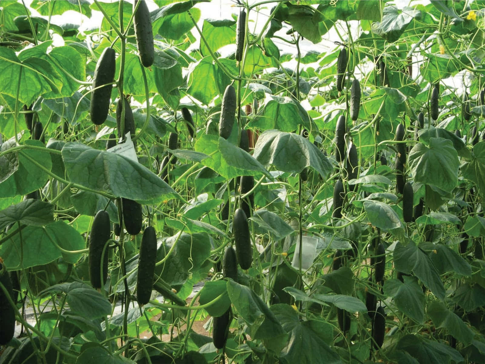 Gardening 桌布 壁紙 — 一排排深綠色的黃瓜在明亮的溫室中，在茂盛的寬葉之間沉重地垂掛。