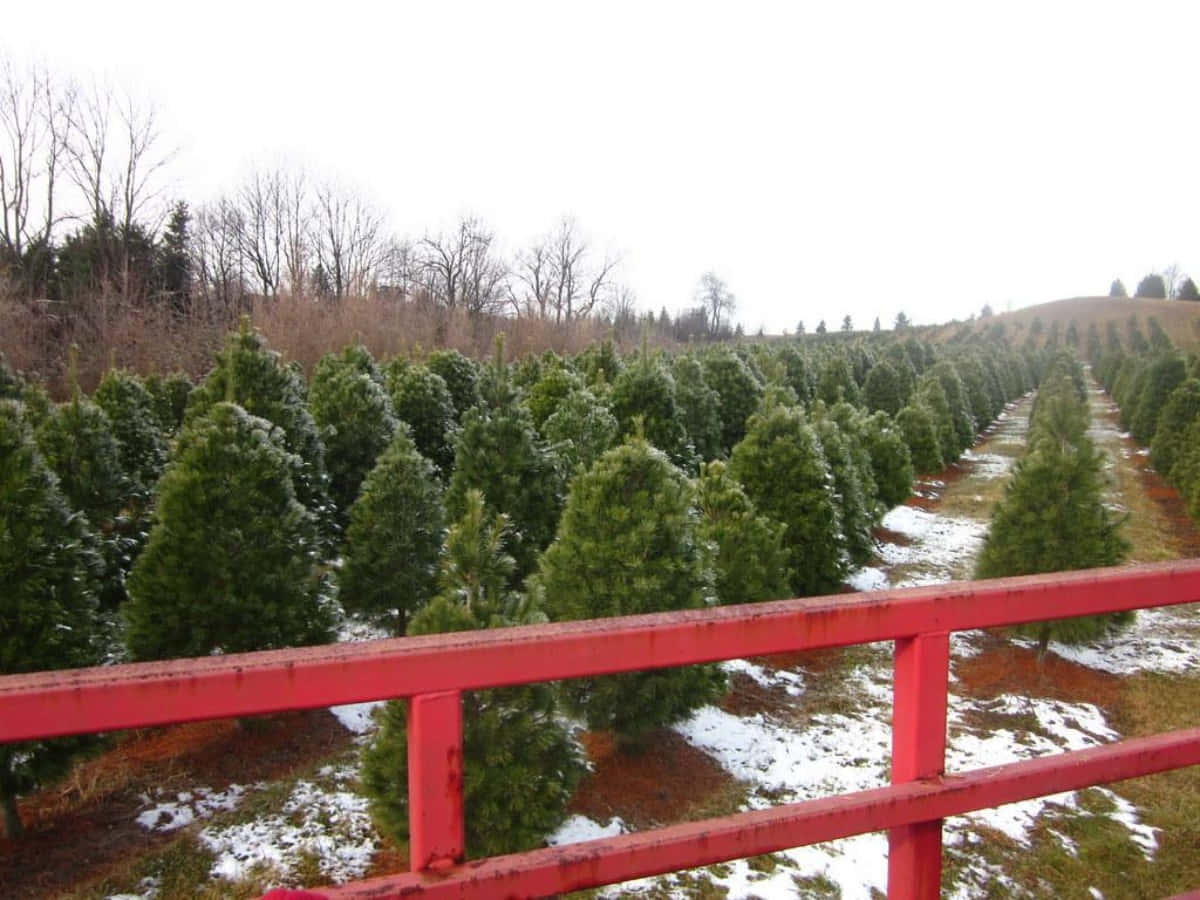 聖誕樹動畫 桌布 壁紙 — 一排排灑滿白雪的常青樹在陰天之下，於鮮紅色欄杆後方延伸至遠方。