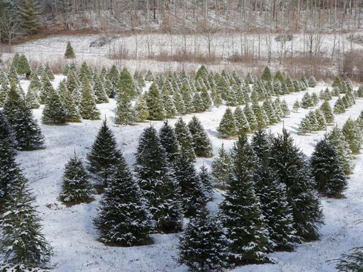 聖誕樹動畫 桌布 壁紙 — 一排排灑滿白雪的常青樹矗立在霜凍的田野上，田野邊是光禿禿的冬季樹林。