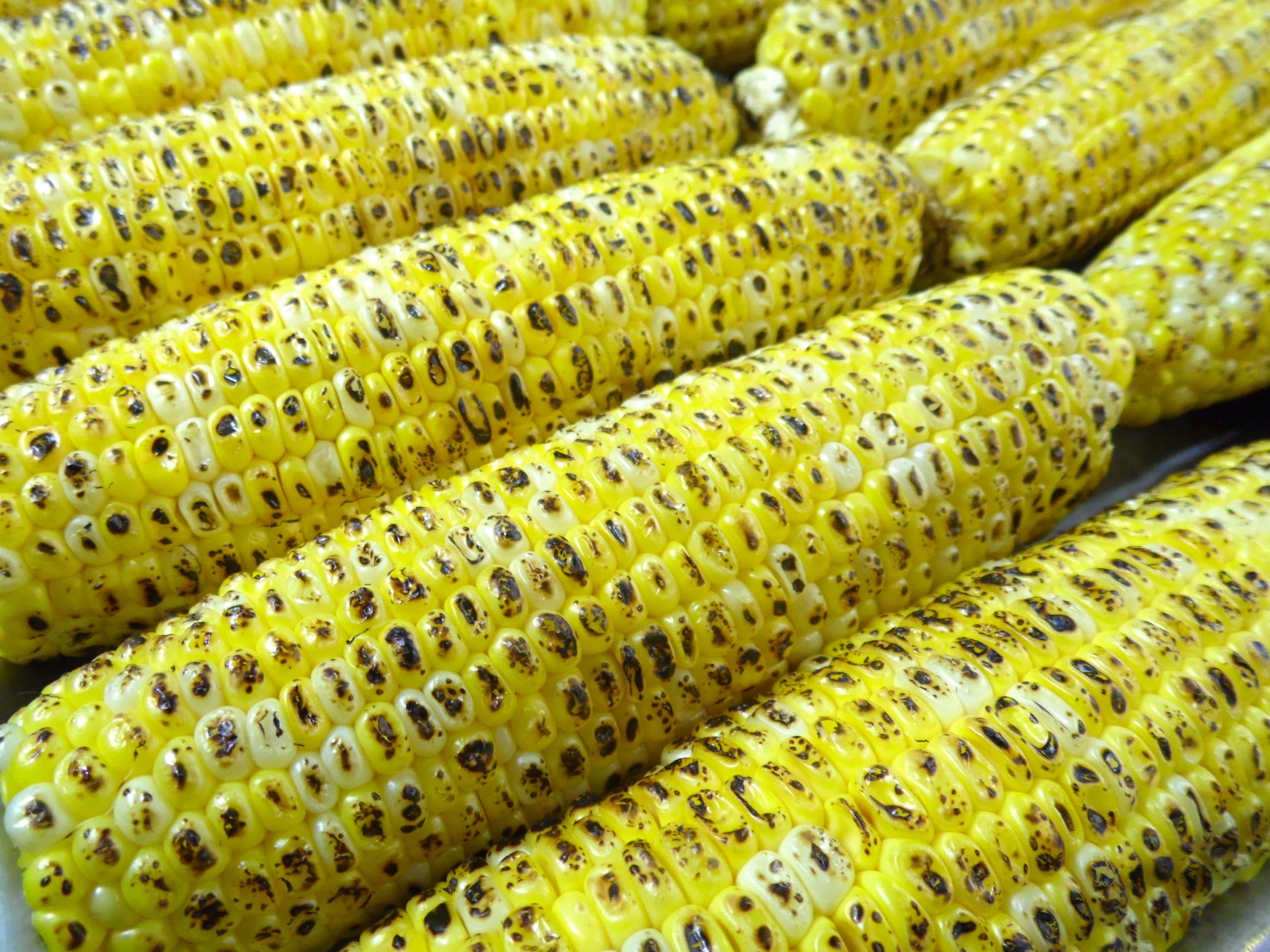 Corn 桌布 壁紙 — 一排排烤玉米，帶有焦黑的玉米粒，在明亮燈光下閃閃發光。