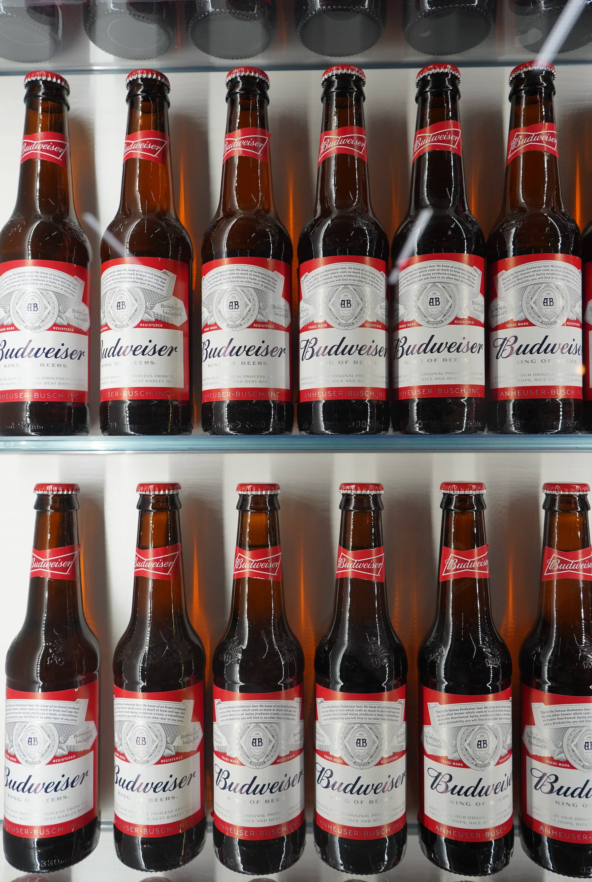 alcohol 桌布 壁紙 — 一排排百威啤酒瓶整齊地排列在冰箱的玻璃架上，玻璃上可見冷凝水珠。