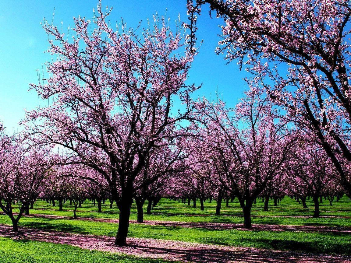 Most Beautiful Spring 桌布 壁紙 — 一排排盛開粉紅色櫻花的樹木在清澈的藍天下延伸，在綠草上投下柔和的陰影。