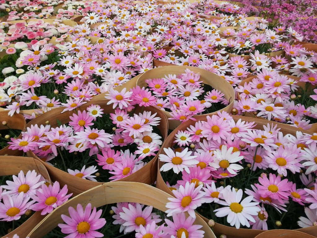 1024x768 桌布 壁紙 — 一排排粉紅色和白色的雛菊，帶有黃色花心，在明亮的日光下密集地盛開在編織的竹籃中。