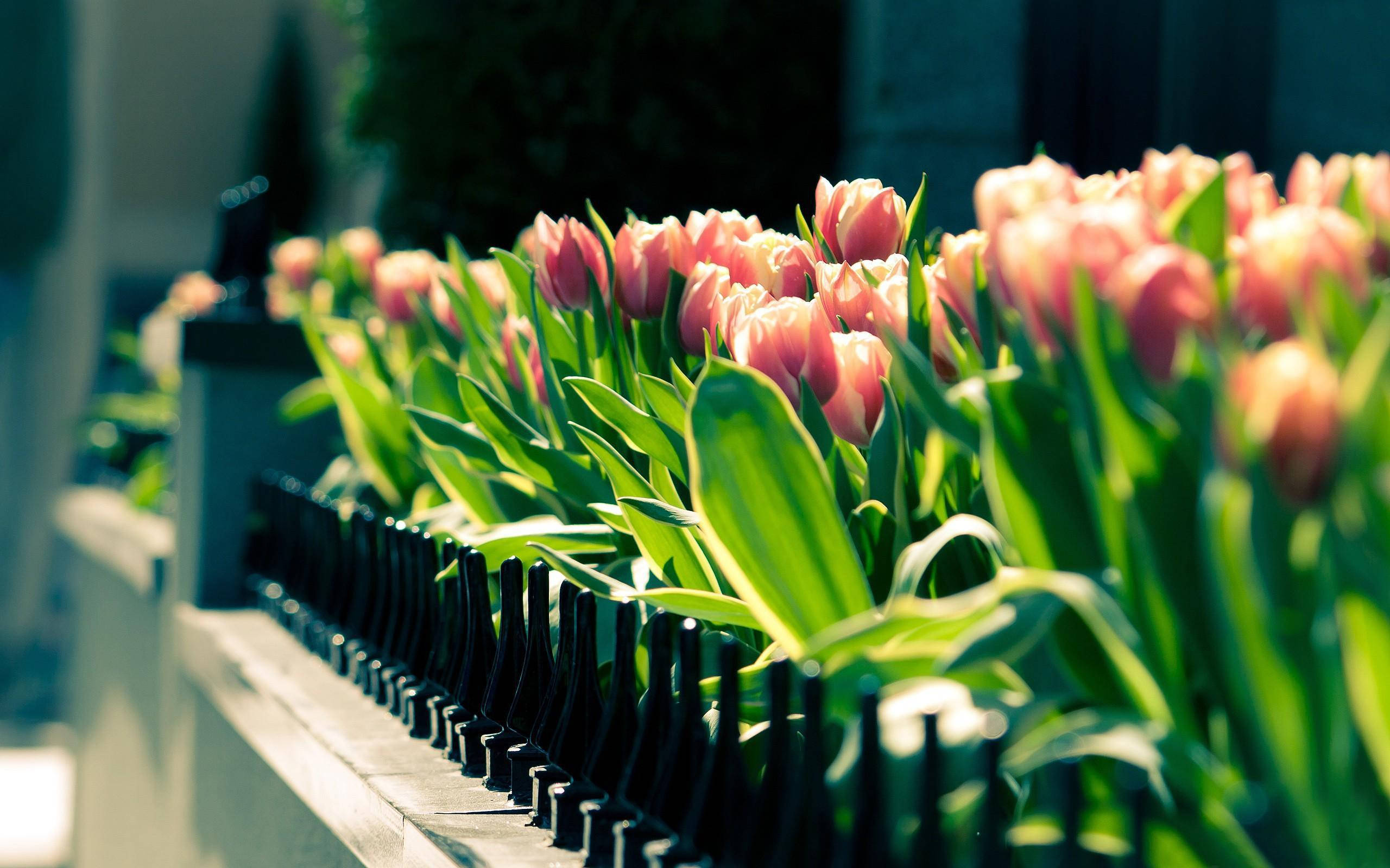 Tulips 桌布 壁紙 — 一排排粉紅色鬱金香在明亮的陽光下，在黑色金屬圍欄旁邊生機勃勃地盛開。