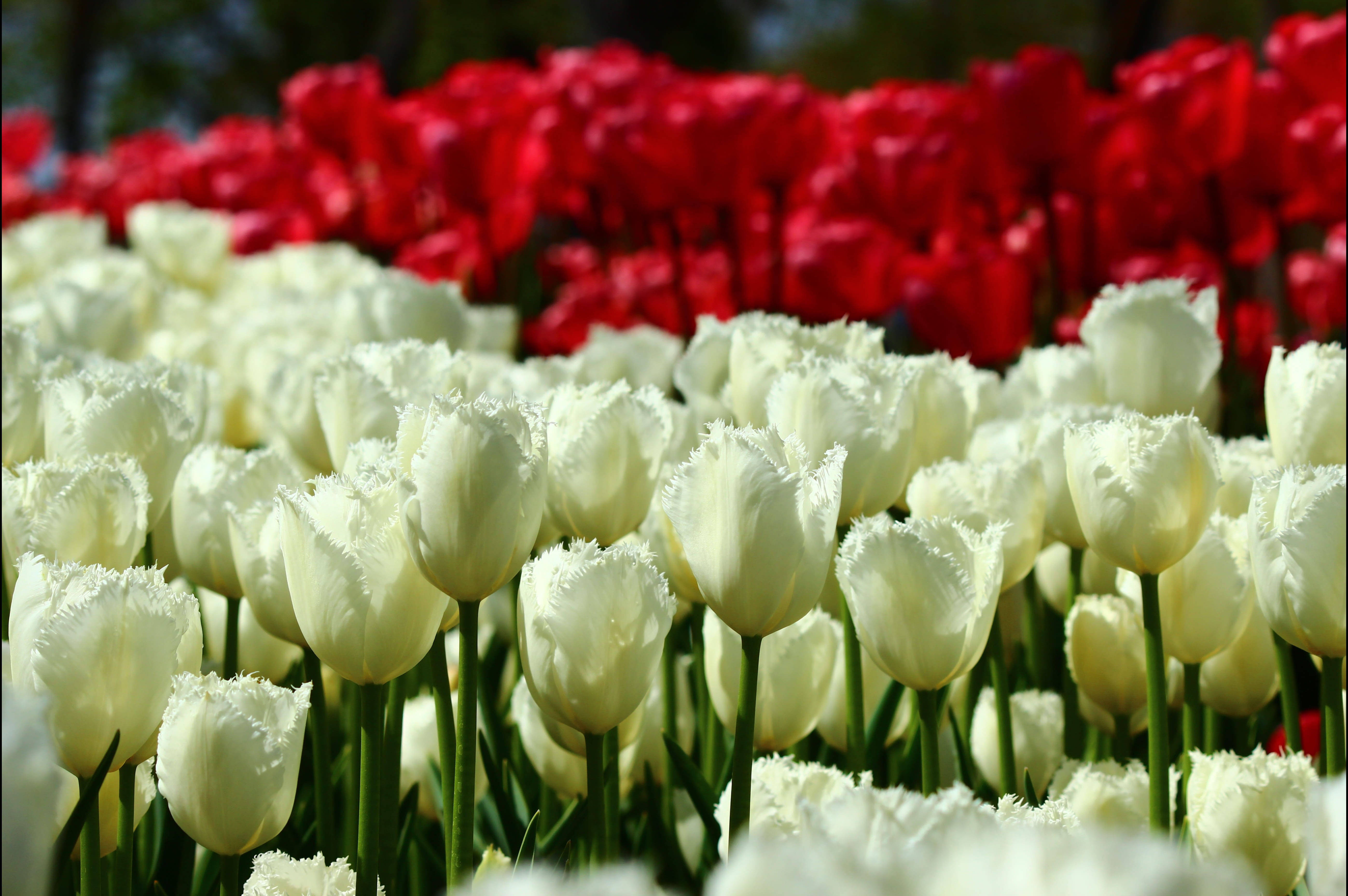 Konya 桌布 壁紙 — 一排排純白帶流蘇花瓣的鬱金香向前延伸，背後一片鮮紅的鬱金香田在明亮陽光下模糊不清。