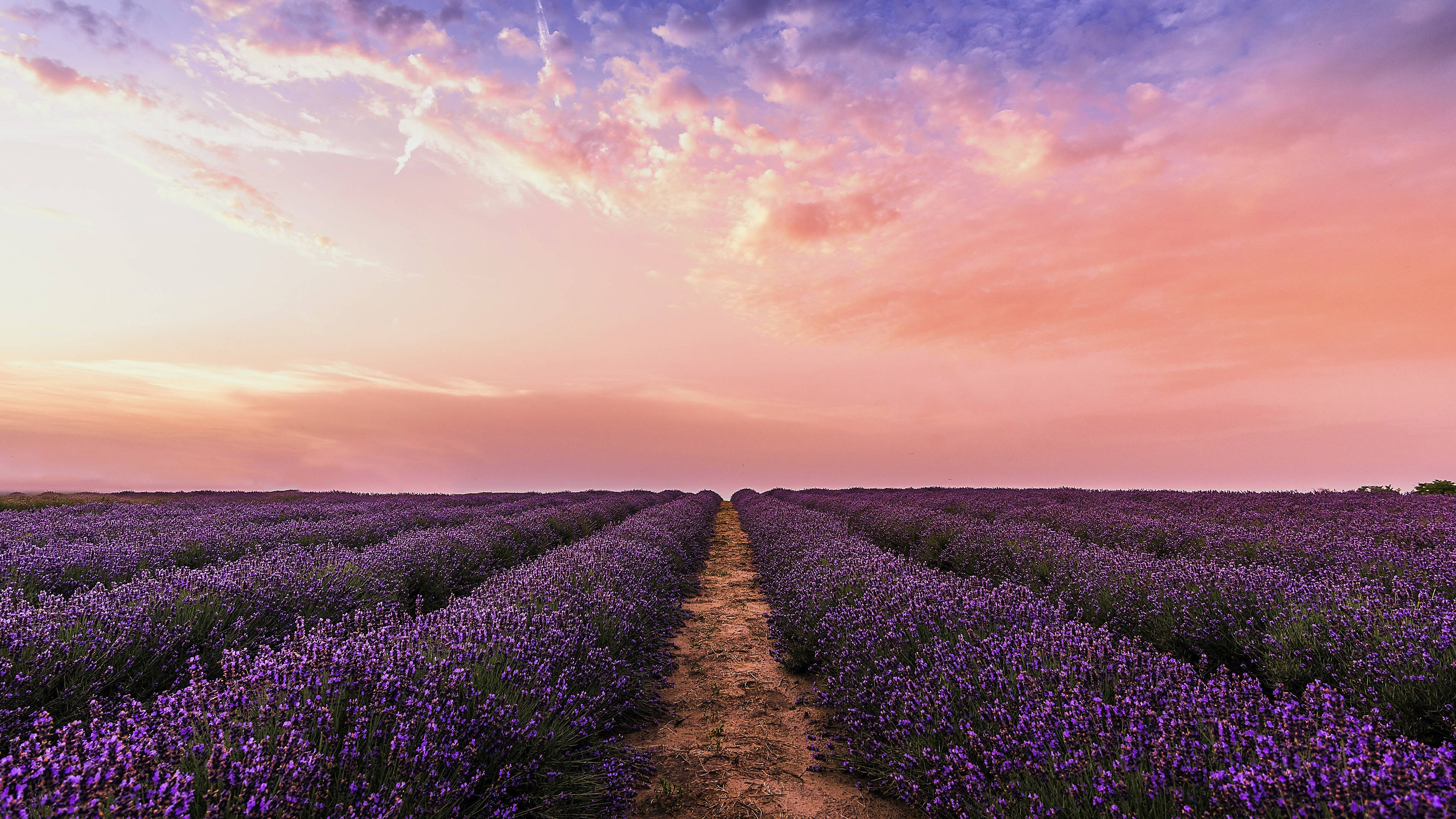 Lavender 桌布 壁紙 — 一排排紫色薰衣草向著充滿活力的粉紅和橙色日落天空延伸。