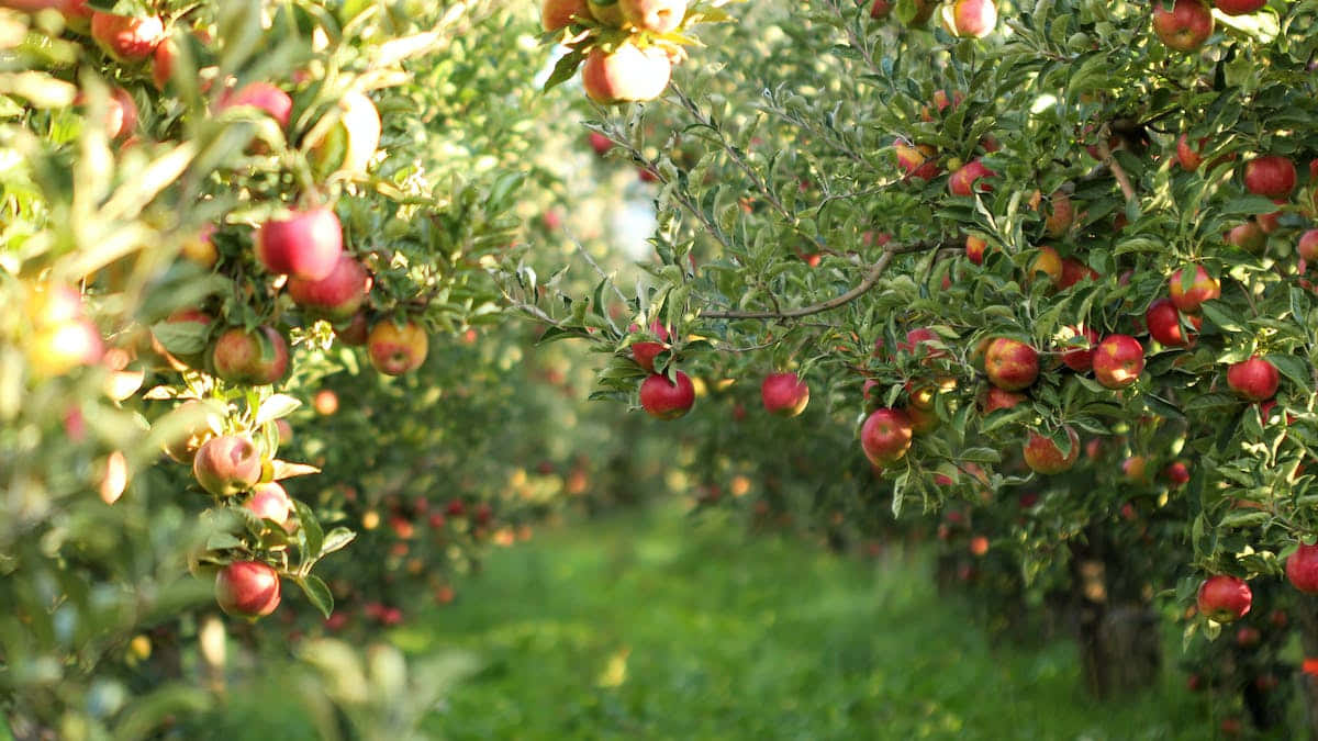 Fall Apples 桌布 壁紙 — 一排排結滿成熟紅色果實的蘋果樹，延伸至陽光明媚的果園。