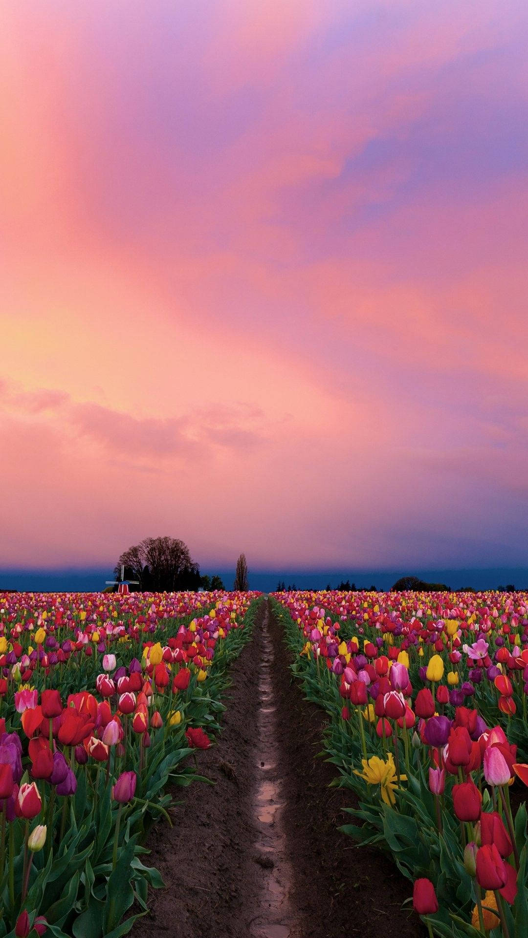 pretty lock screen 桌布 壁紙 — 一排排色彩繽紛的鬱金香伸向戲劇性的粉紅和紫色日落天空。