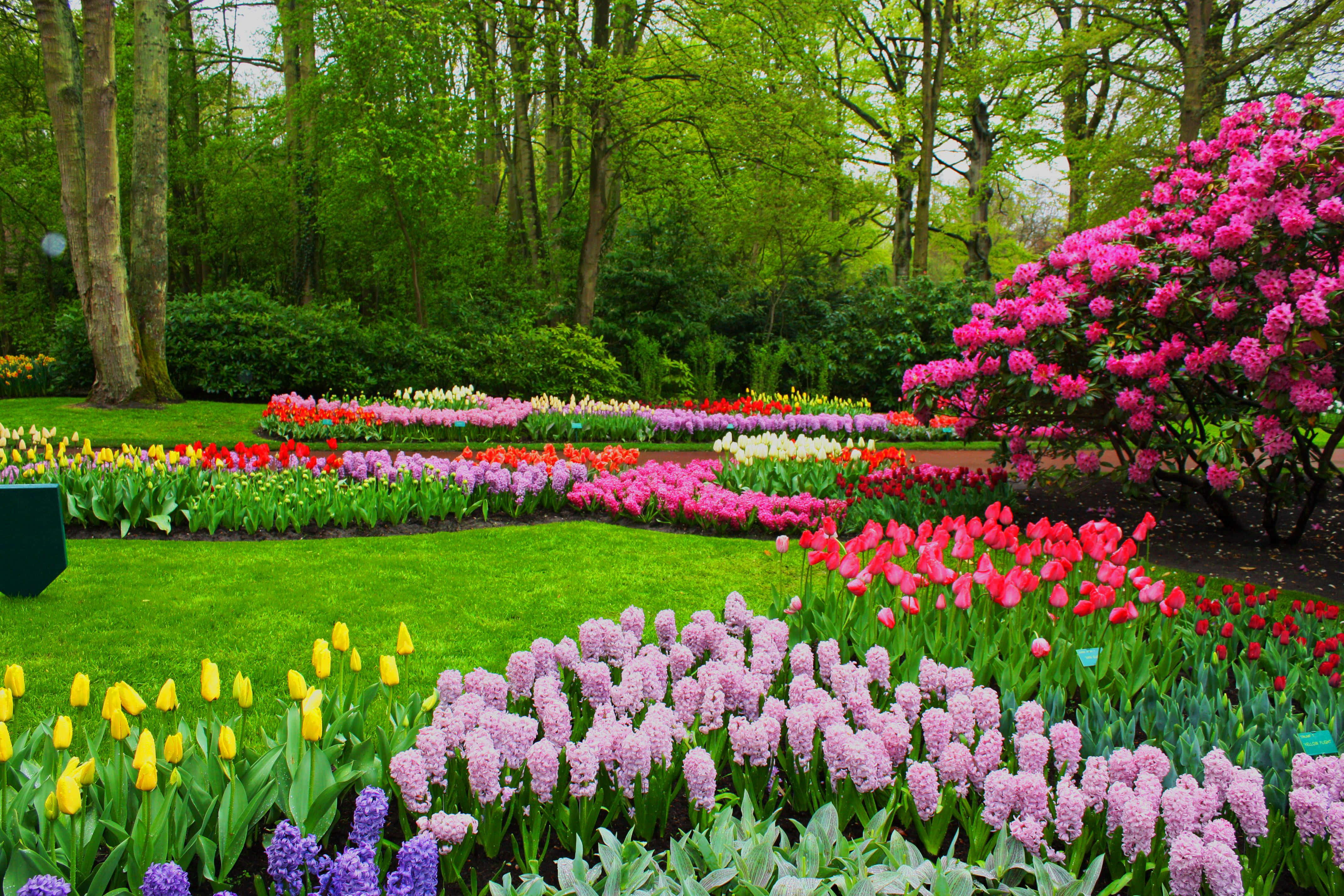 Spring Park 桌布 壁紙 — 一排排色彩鮮豔的鬱金香和風信子在綠意盎然的庭園中盛開，四周環繞著高大的樹木。
