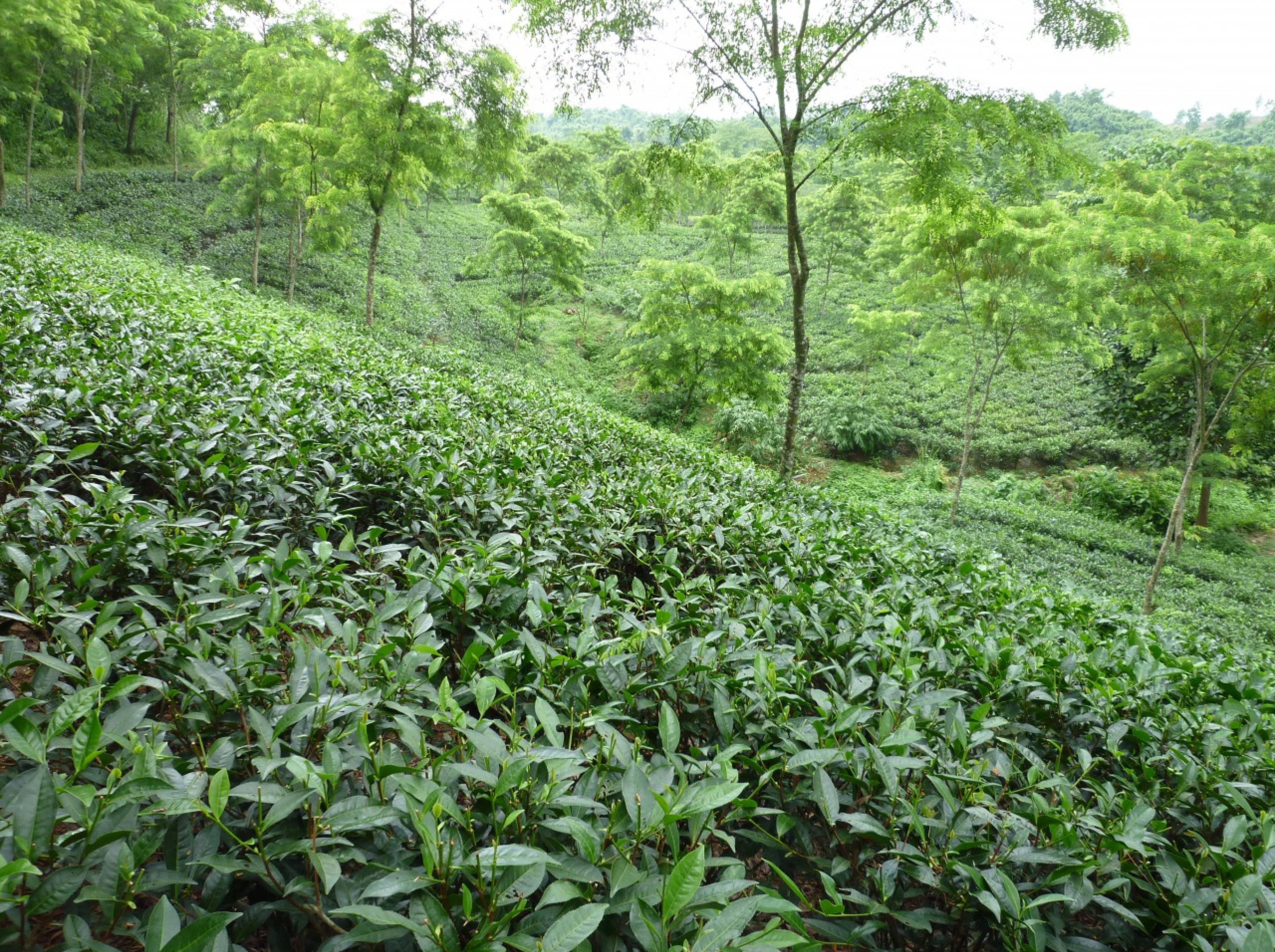 tea 桌布 壁紙 — 一排排茂密的綠色茶樹延伸至霧氣瀰漫的山坡，高樹點綴其間，天空多雲。