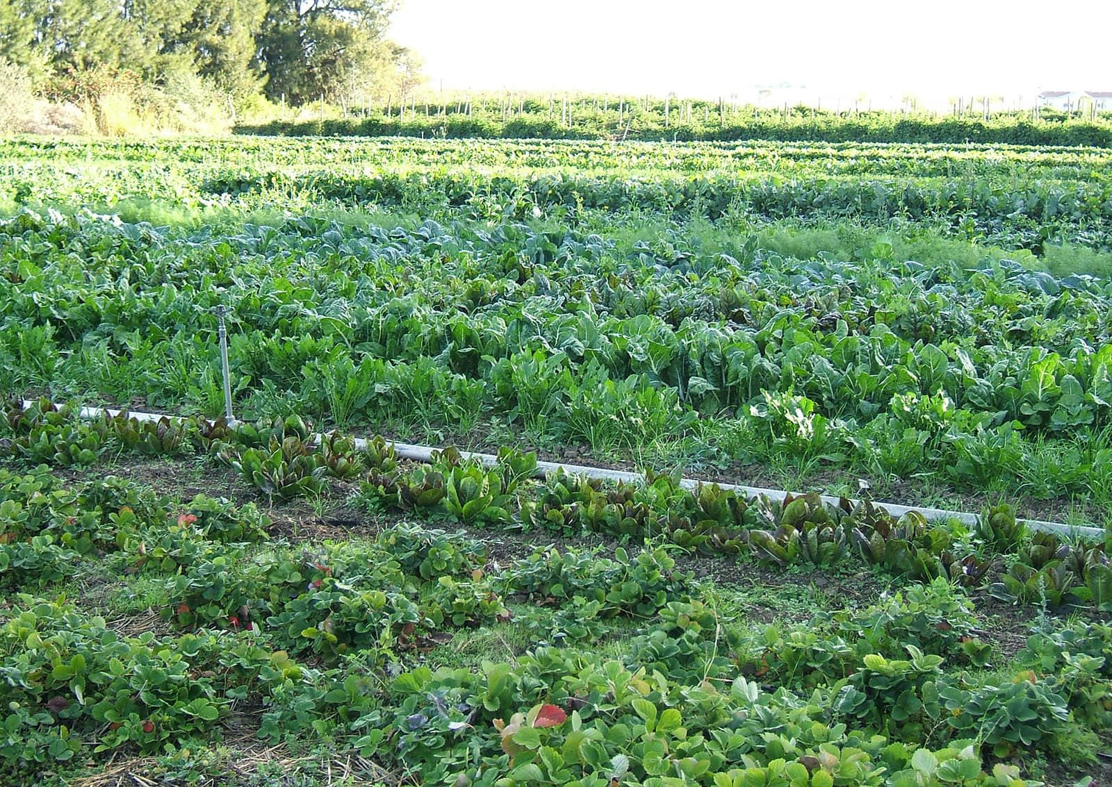 Organic Farming 桌布 壁紙 — 一排排茂密的綠色葉菜延伸在陽光明媚的農田上，灌溉管道蜿蜒穿過土壤。