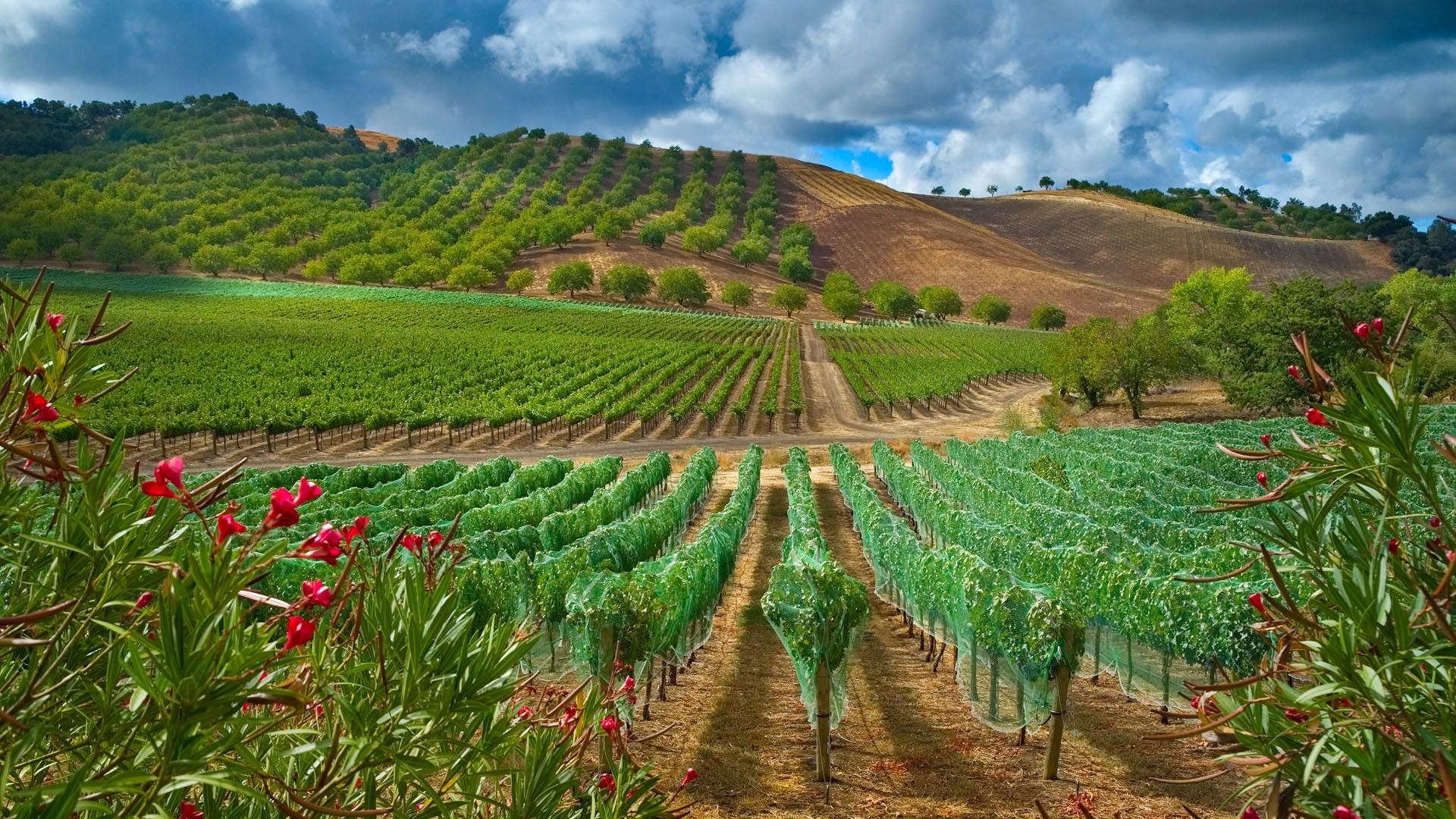 Agriculture 桌布 壁紙 — 一排排茂密的綠色葡萄藤在戲劇性的多雲天空下延伸至起伏的山丘，前景有紅色花朵。