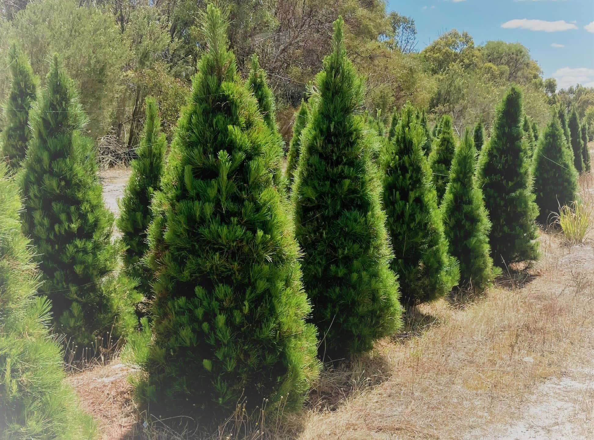 節日 桌布 壁紙 — 一排排茂密的綠色針葉樹在陽光明媚的苗圃中高高聳立，乾草和藍天。