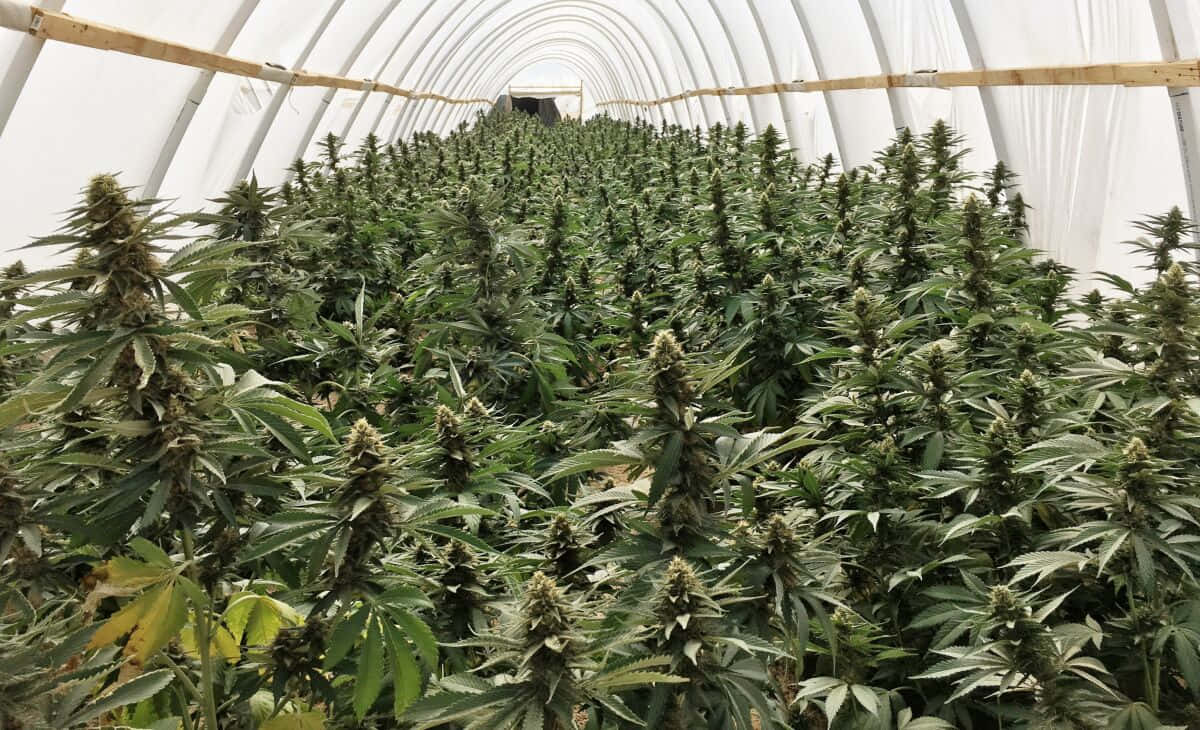 大麻 桌布 壁紙 — 一排排茂盛的綠色大麻植物向大型室內種植設施的拱形白色屋頂延伸。