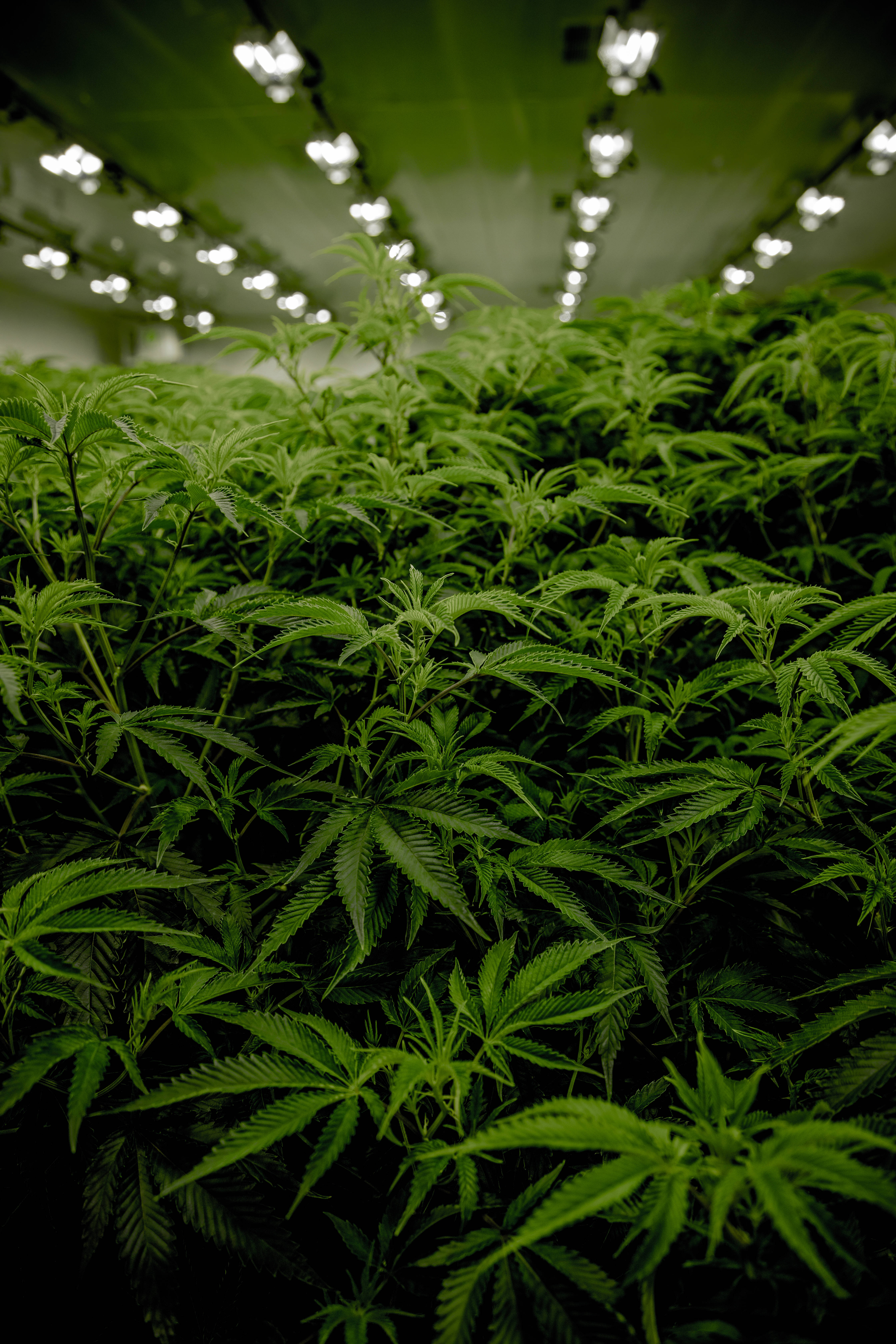 大麻 桌布 壁紙 — 一排排茂盛的綠色大麻植物在受控的室內農場中，在明亮的人造生長燈下茁壯成長。