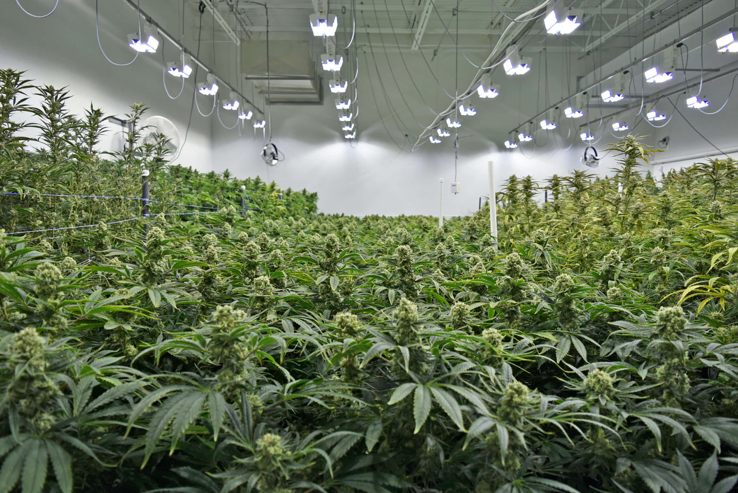 大麻 桌布 壁紙 — 一排排茂盛的綠色大麻植物在明亮的燈光下於大型室內種植設施中茁壯成長。