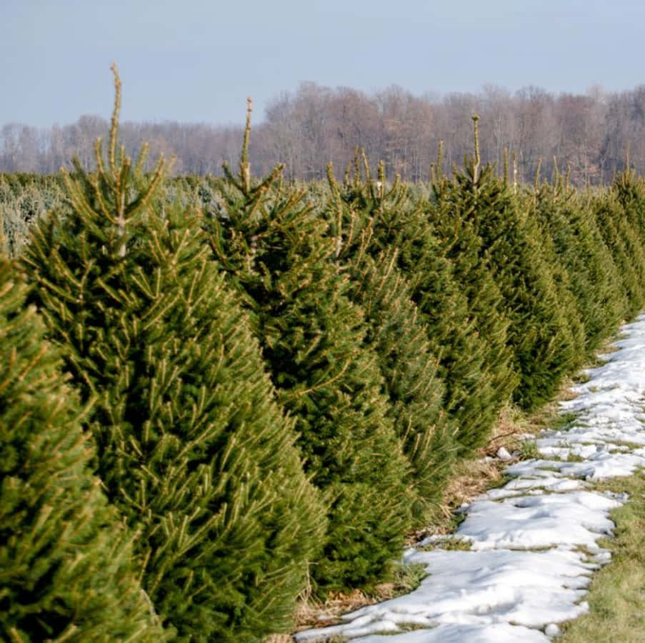 聖誕樹動畫 桌布 壁紙 — 一排排茂盛的綠色聖誕樹整齊地矗立在雪地中，天空清澈湛藍。