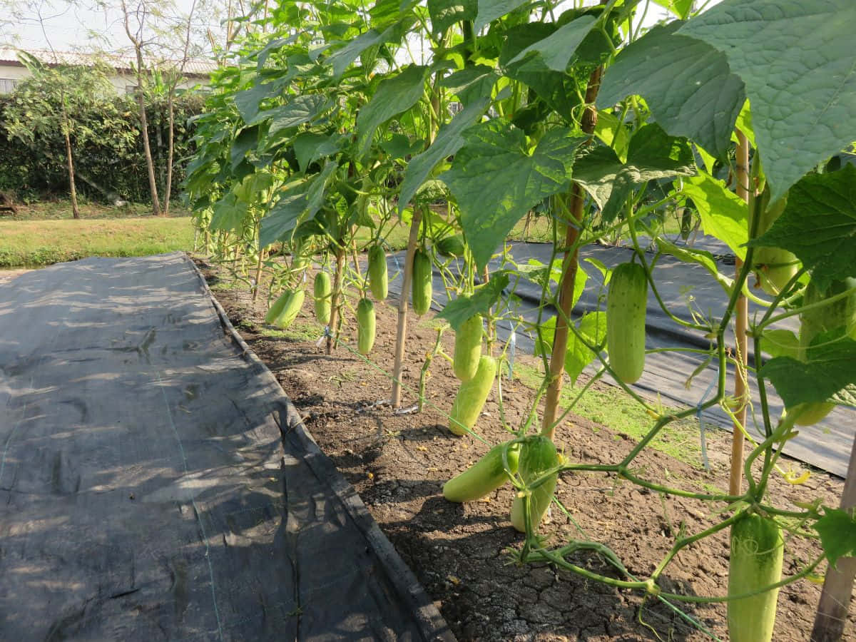 Landscaping 桌布 壁紙 — 一排排茂盛的綠色黃瓜藤蔓攀爬在覆蓋著黑色覆蓋物的陽光花園床上的木樁上。