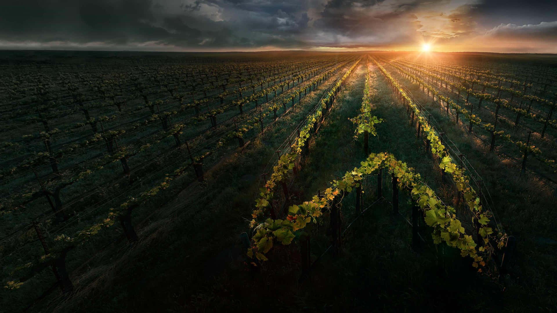 Wine 桌布 壁紙 — 一排排葡萄藤在戲劇性的暴風雲下延伸向發光的日落。