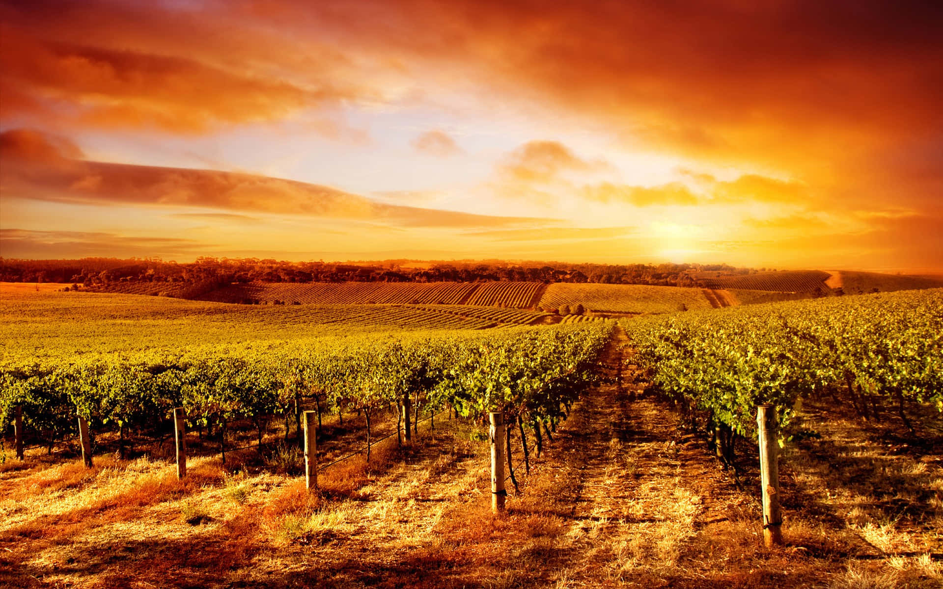 Vineyard 桌布 壁紙 — 一排排葡萄藤在火紅橙色的日落天空下延伸至遠方。