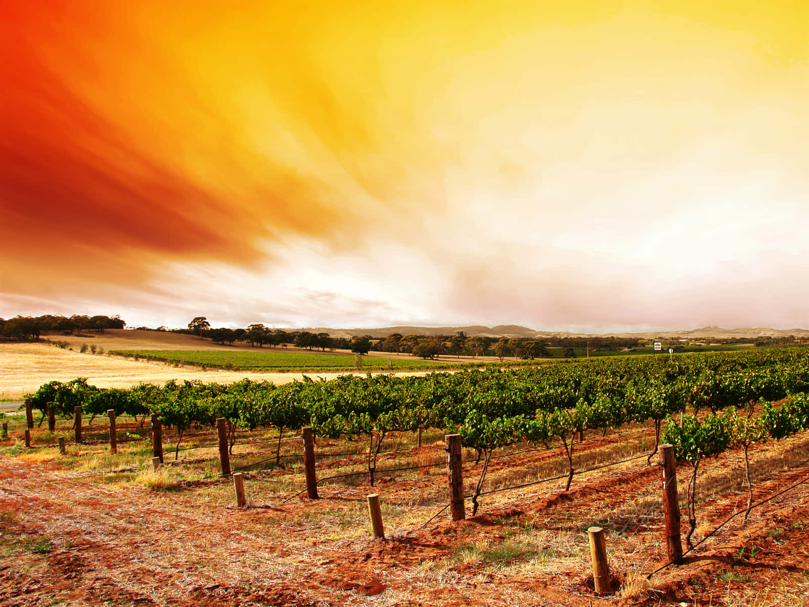 Vineyard 桌布 壁紙 — 一排排葡萄藤在烈日曝曬的田野上延伸，天空呈現火熱的橙色和黃色。