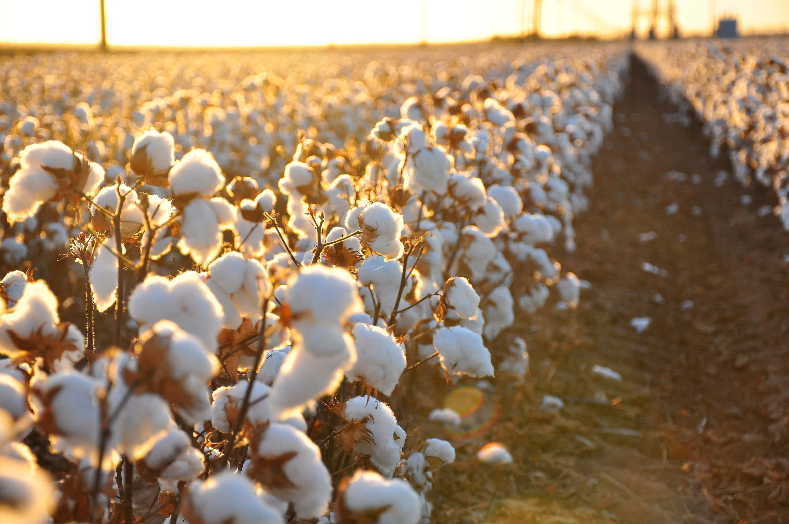 Cotton Field 桌布 壁紙 — 一排排蓬鬆的白色棉桃在廣闊農田的金色夕陽光中溫暖地發光。