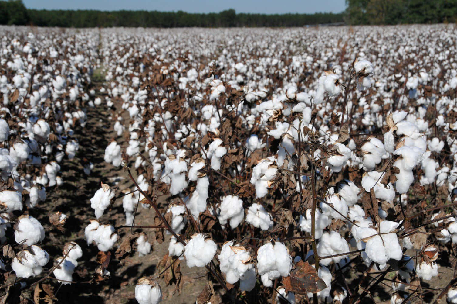 Cotton Field 桌布 壁紙 — 一排排蓬鬆的白色棉鈴在棕色莖上綻放，位於廣闊的陽光田野中，在清澈的藍天下。