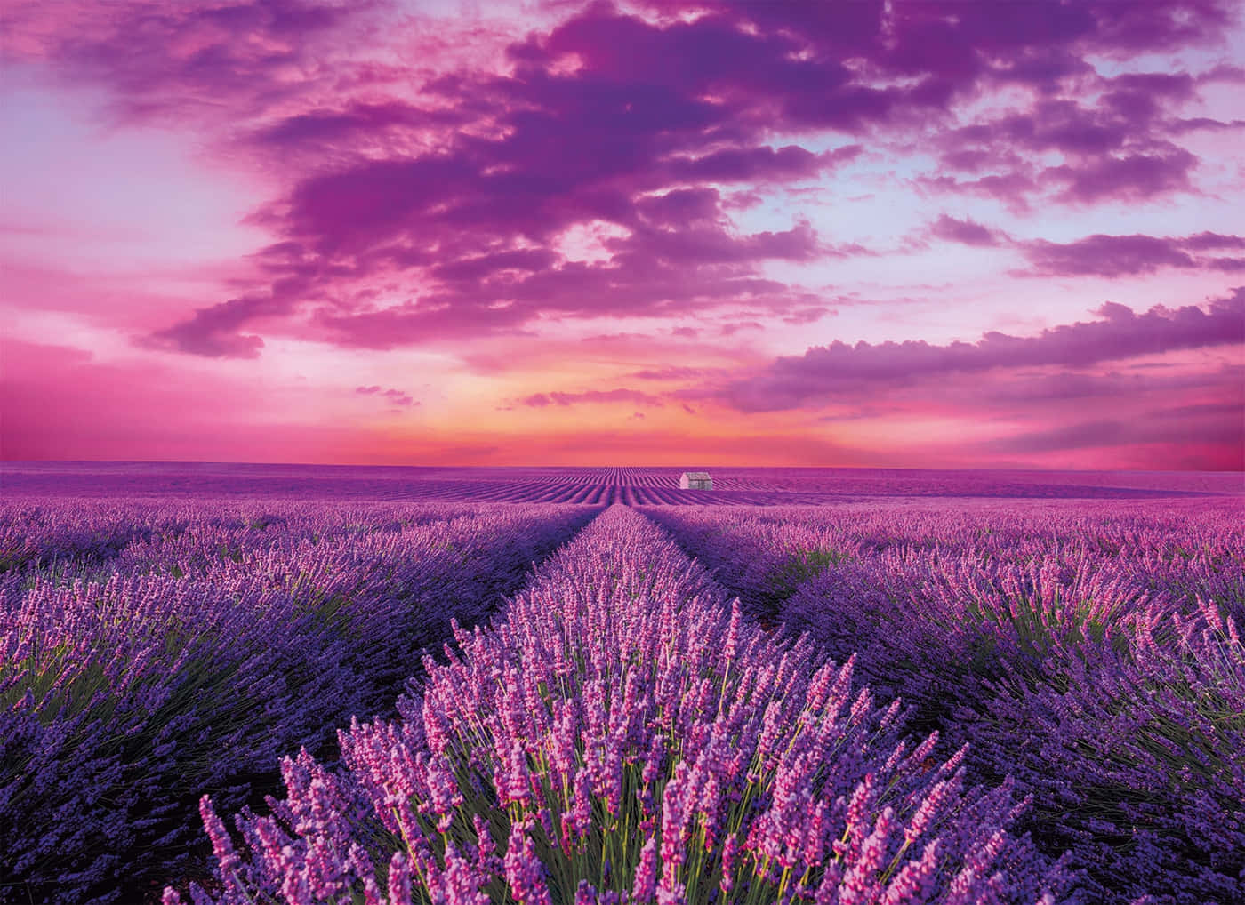 Lavender Field 桌布 壁紙 — 一排排薰衣草在戲劇性的粉紅和紫色日落天空下延伸至遠處的白屋。