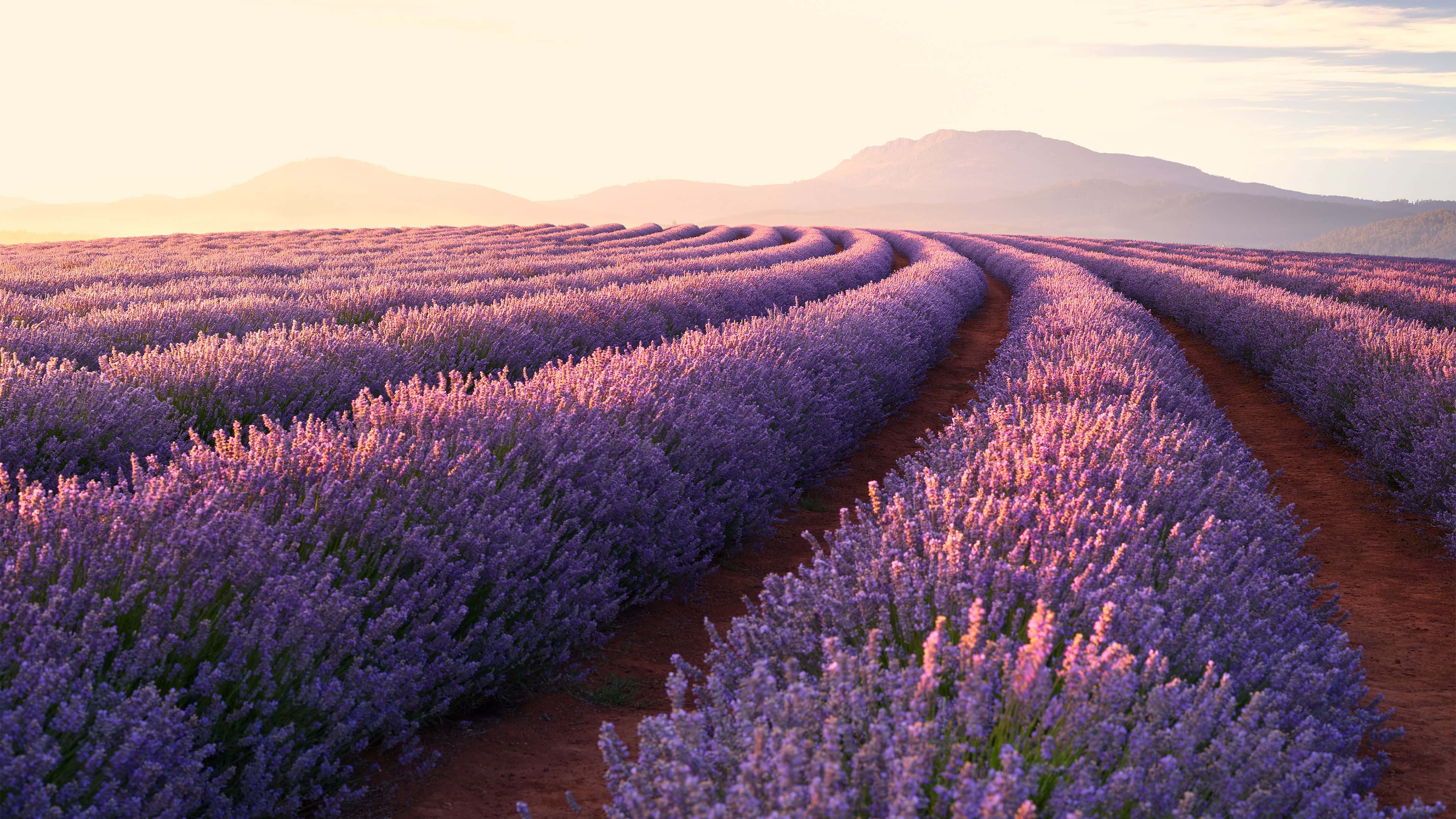 Lavender Field 桌布 壁紙 — 一排排薰衣草在溫暖的金色日出下綻放出柔和的紫色色調，遠山在背景中形成剪影。
