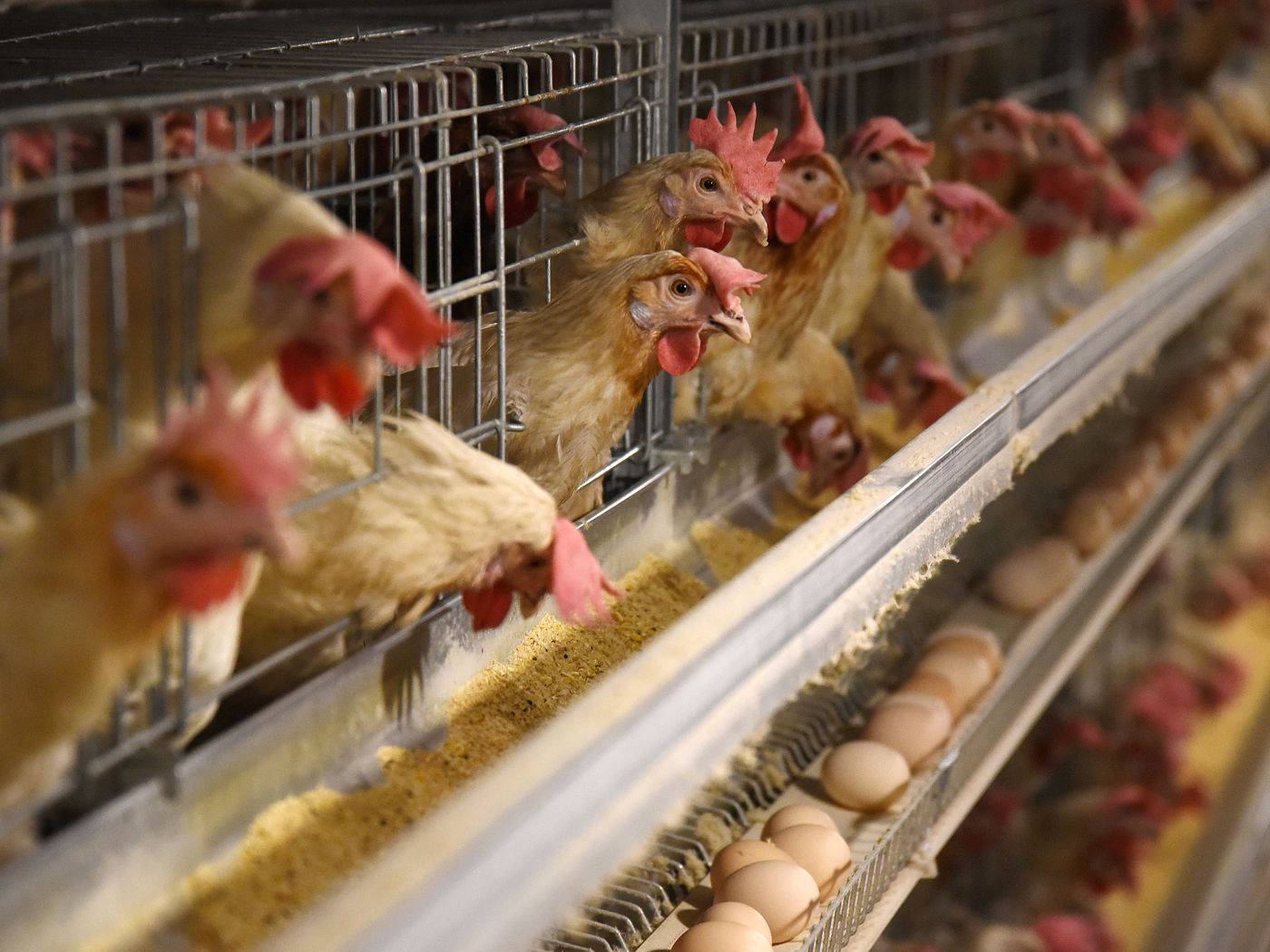 Chicken 桌布 壁紙 — 一排排雞隻在鐵絲籠中啄食飼料，而雞蛋在下面的輸送帶上滾動。