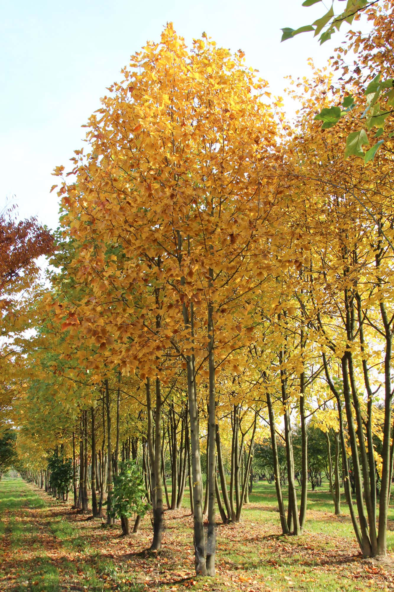 Tulip Tree 桌布 壁紙 — 一排排高大的樹木帶著金黃色的秋葉，在清澈的藍天下延伸至遠方。
