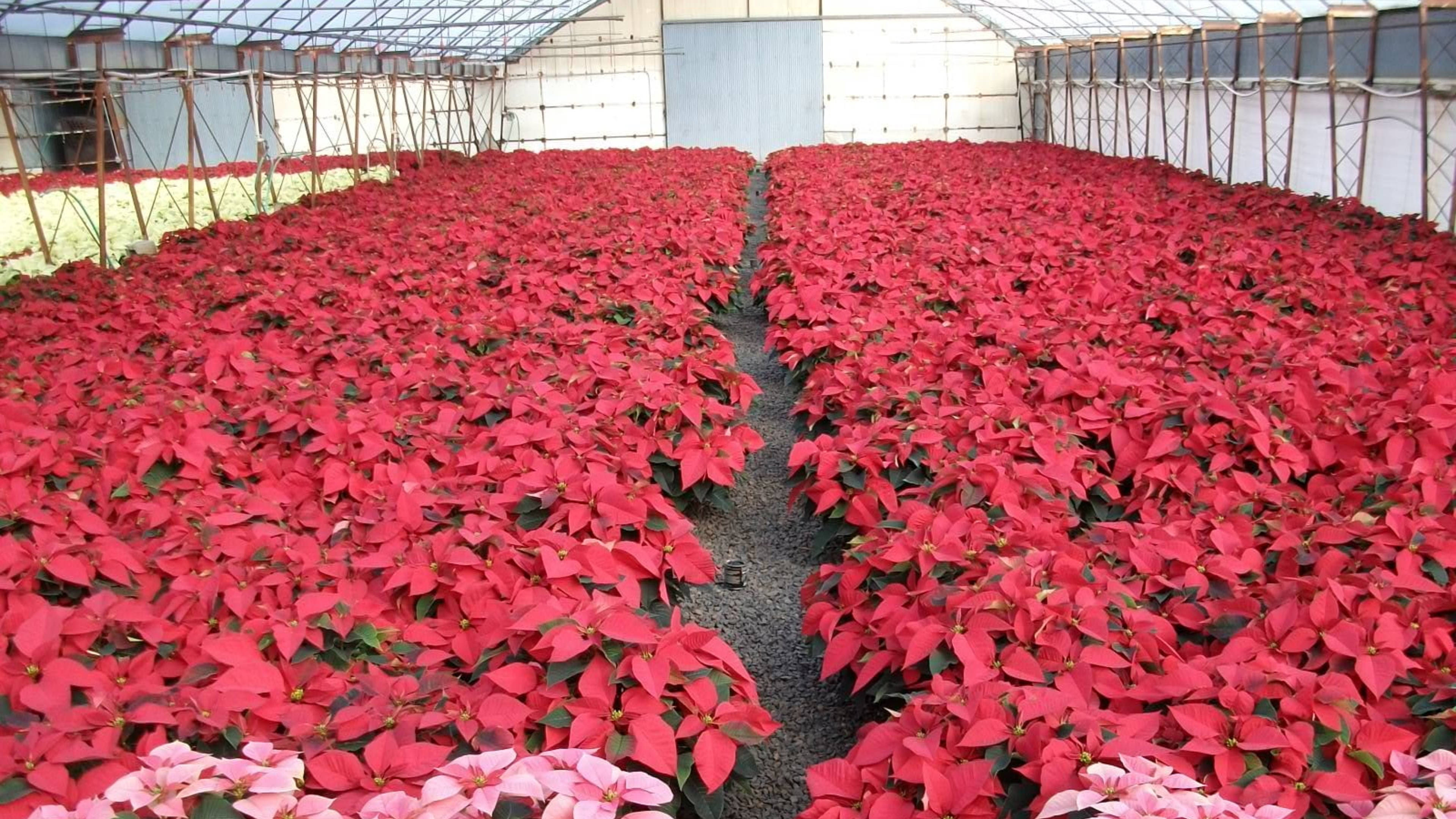 聖誕紅 桌布 壁紙 — 一排排鮮紅色的聖誕紅在溫室地板上延伸，有碎石路和白色牆壁。