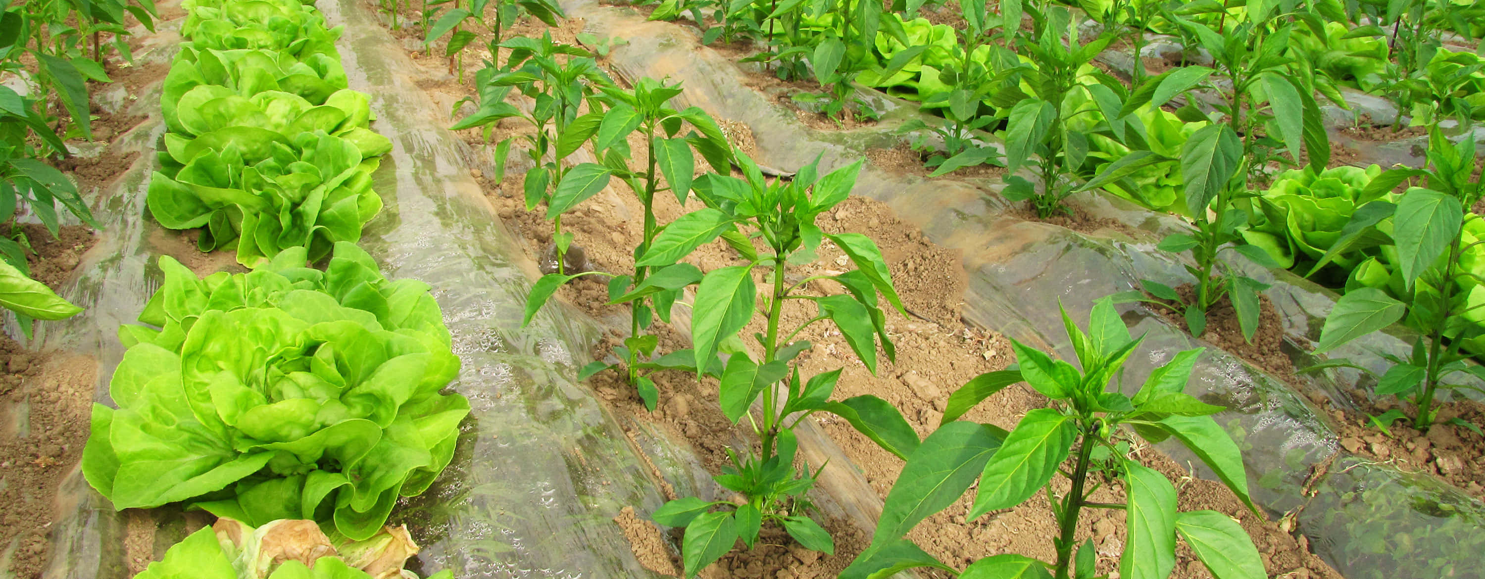 Organic Farming 桌布 壁紙 — 一排排鮮綠色的生菜和辣椒植物在陽光明媚的菜園中，整齊地生長在透明塑膠覆蓋物下。