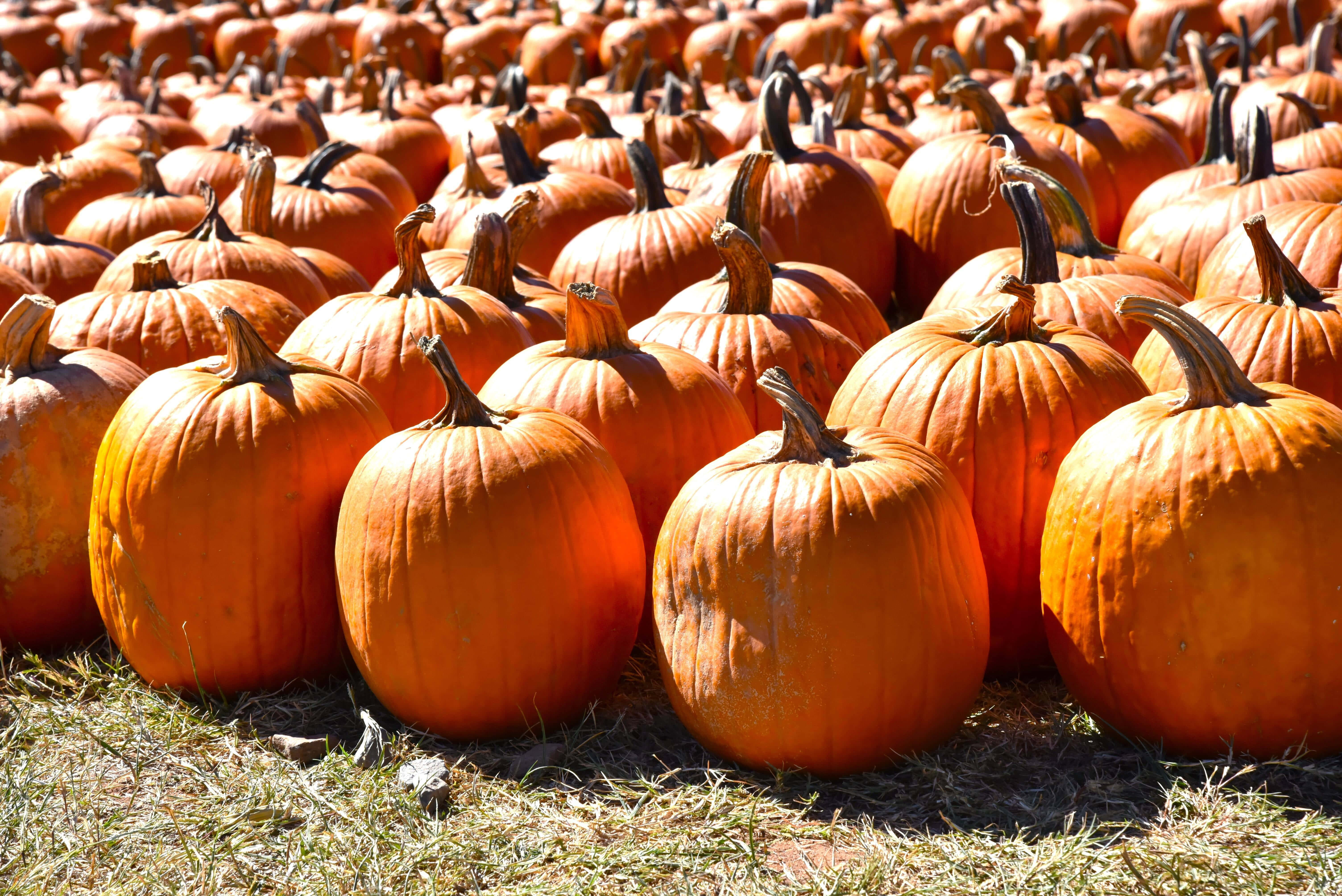 Pumpkin Patch 桌布 壁紙 — 一排排鮮豔的橙色南瓜在晴朗的天空下，在乾燥的草地上沐浴著明亮的陽光。