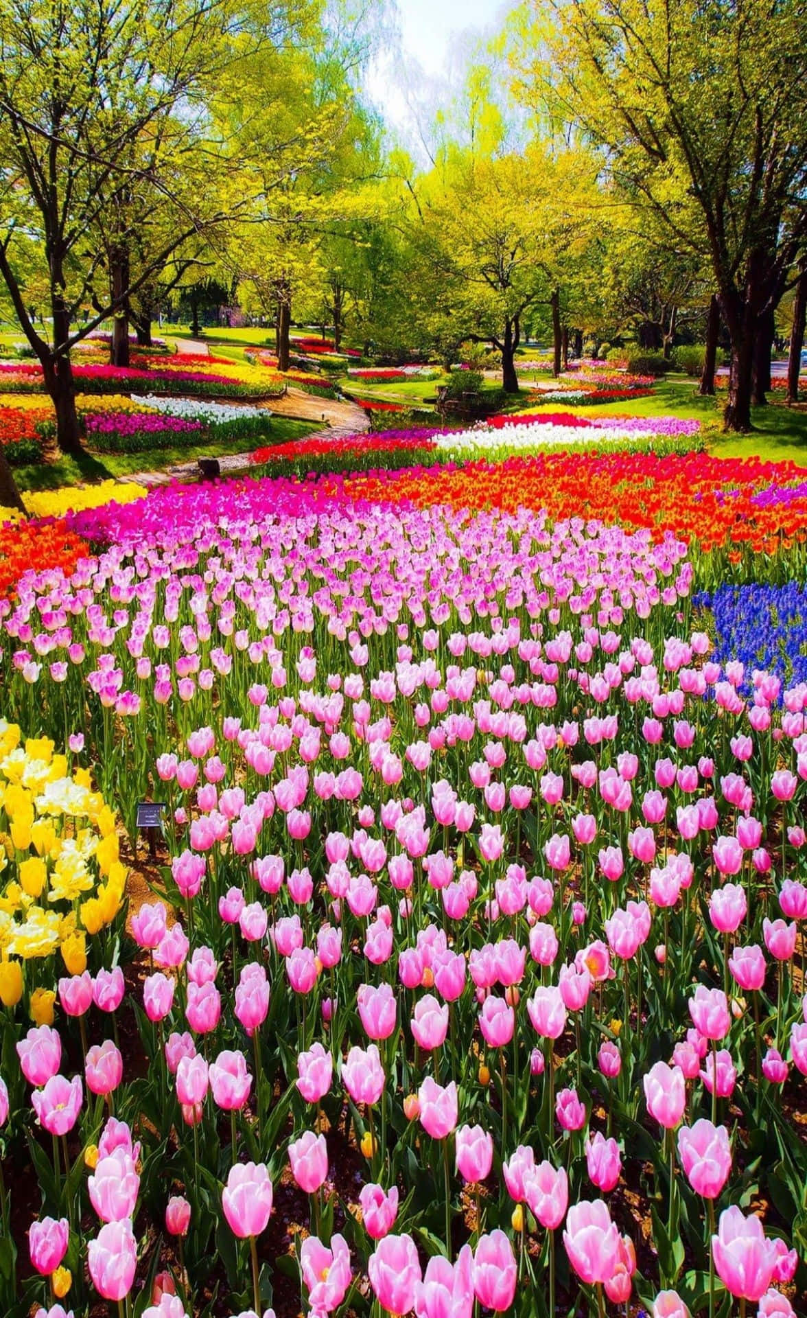 Tulip Field 桌布 壁紙 — 一排排鮮豔的粉紅色、紅色、黃色和藍色鬱金香在明媚的春日照耀下盛開，周圍環繞著清新的綠樹。