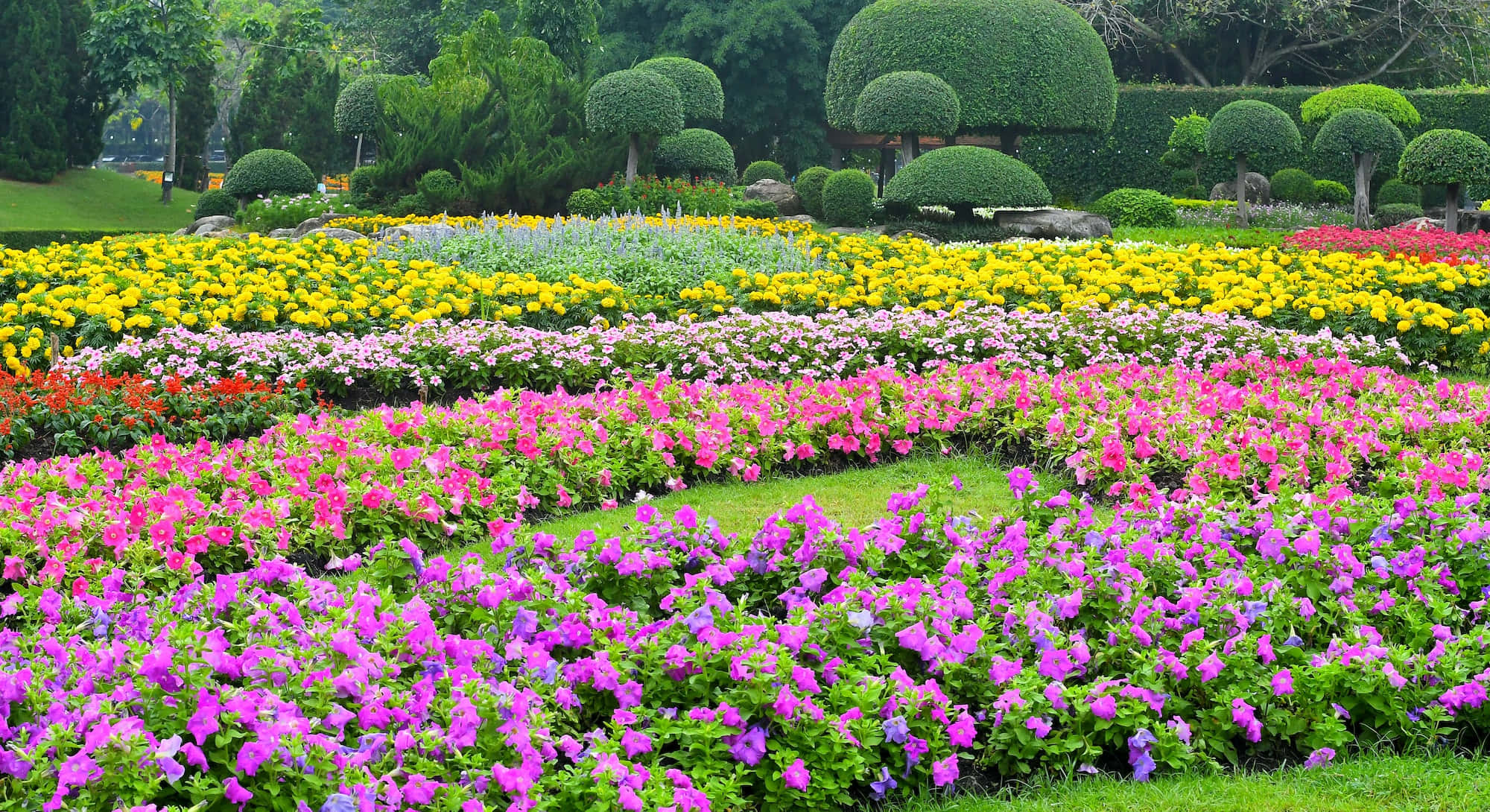 Beautiful Flower 桌布 壁紙 — 一排排鮮豔的粉紅色、紫色、黃色和白色花朵以整齊的圖案在茂盛的綠色花園中盛開，背景是修剪整齊的造型樹。