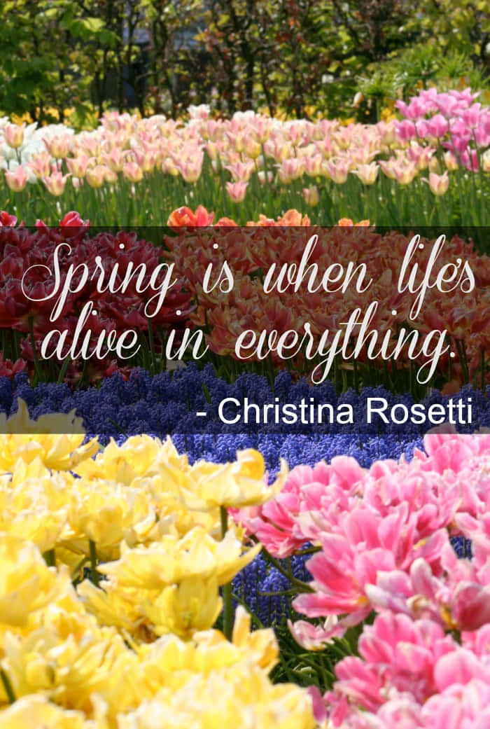 Spring Inspirational 桌布 壁紙 — 一排排鮮豔的粉紅色、黃色和紫色鬱金香在明亮的陽光下盛開，並帶有引文疊加。