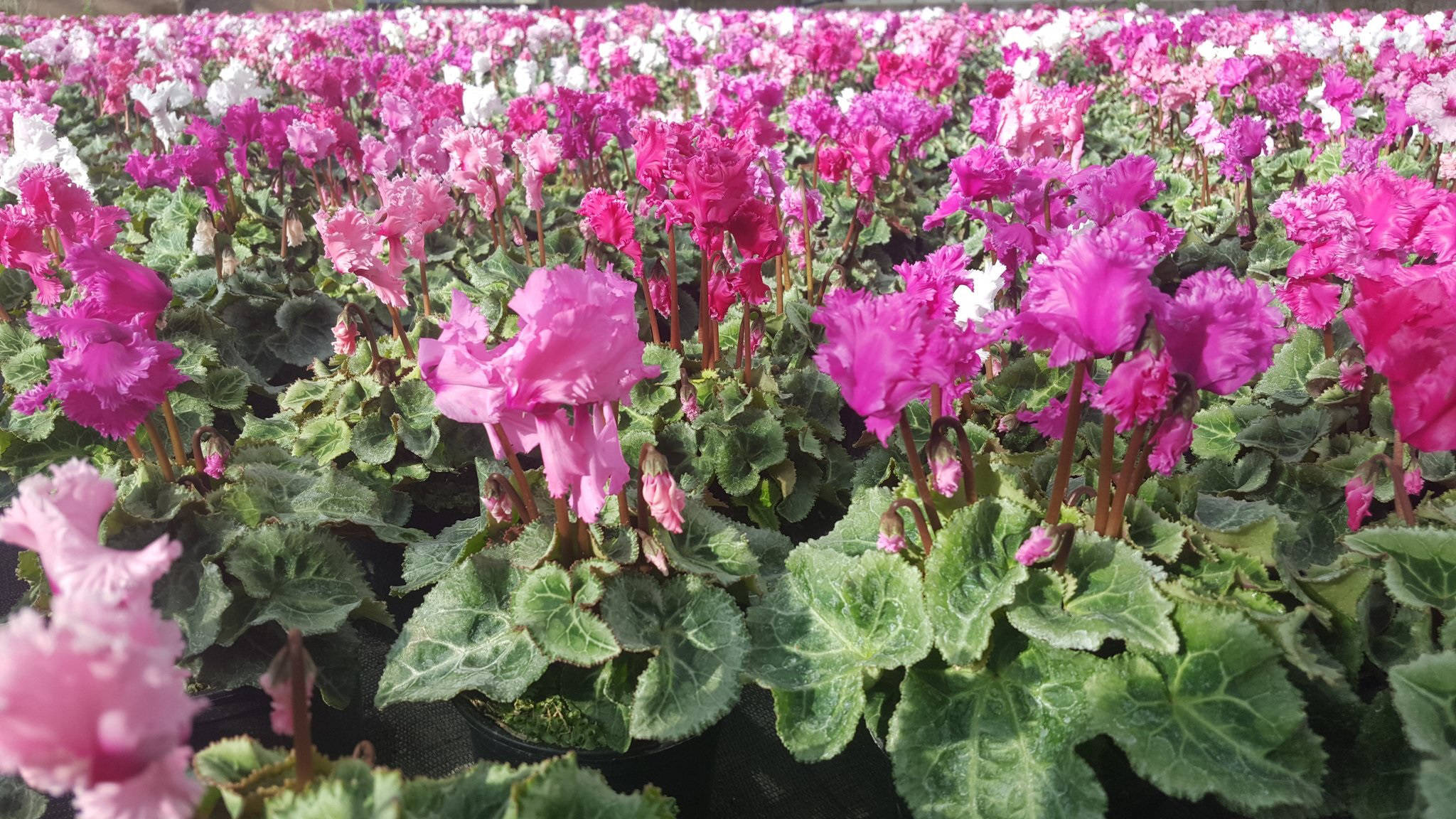 仙客來 桌布 壁紙 — 一排排鮮豔的粉紅色和白色仙客來花在溫室中密集綻放，伴隨著茂盛的綠葉。