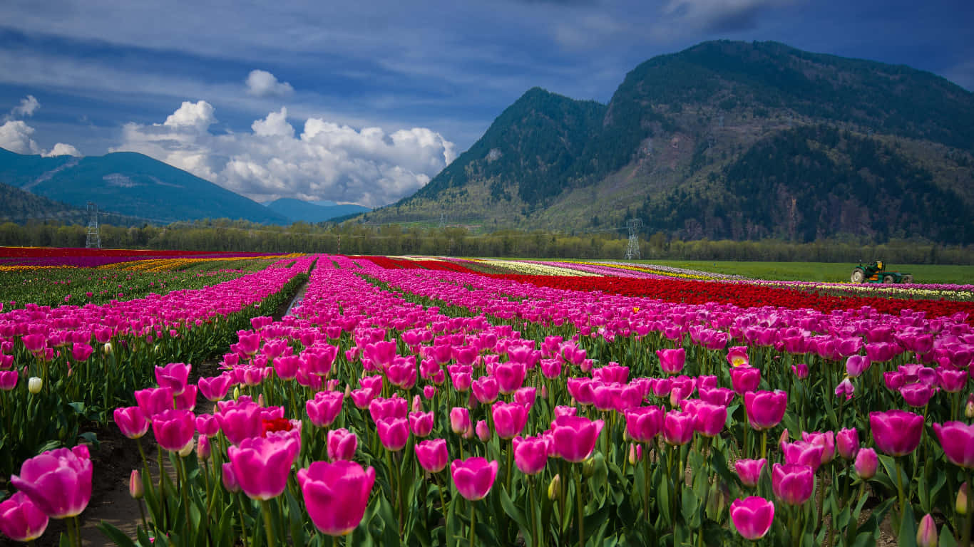 Spring Fields 桌布 壁紙 — 一排排鮮豔的粉紅色和紅色鬱金香，在戲劇性的藍天白雲下，向遠處的綠色山脈延伸。