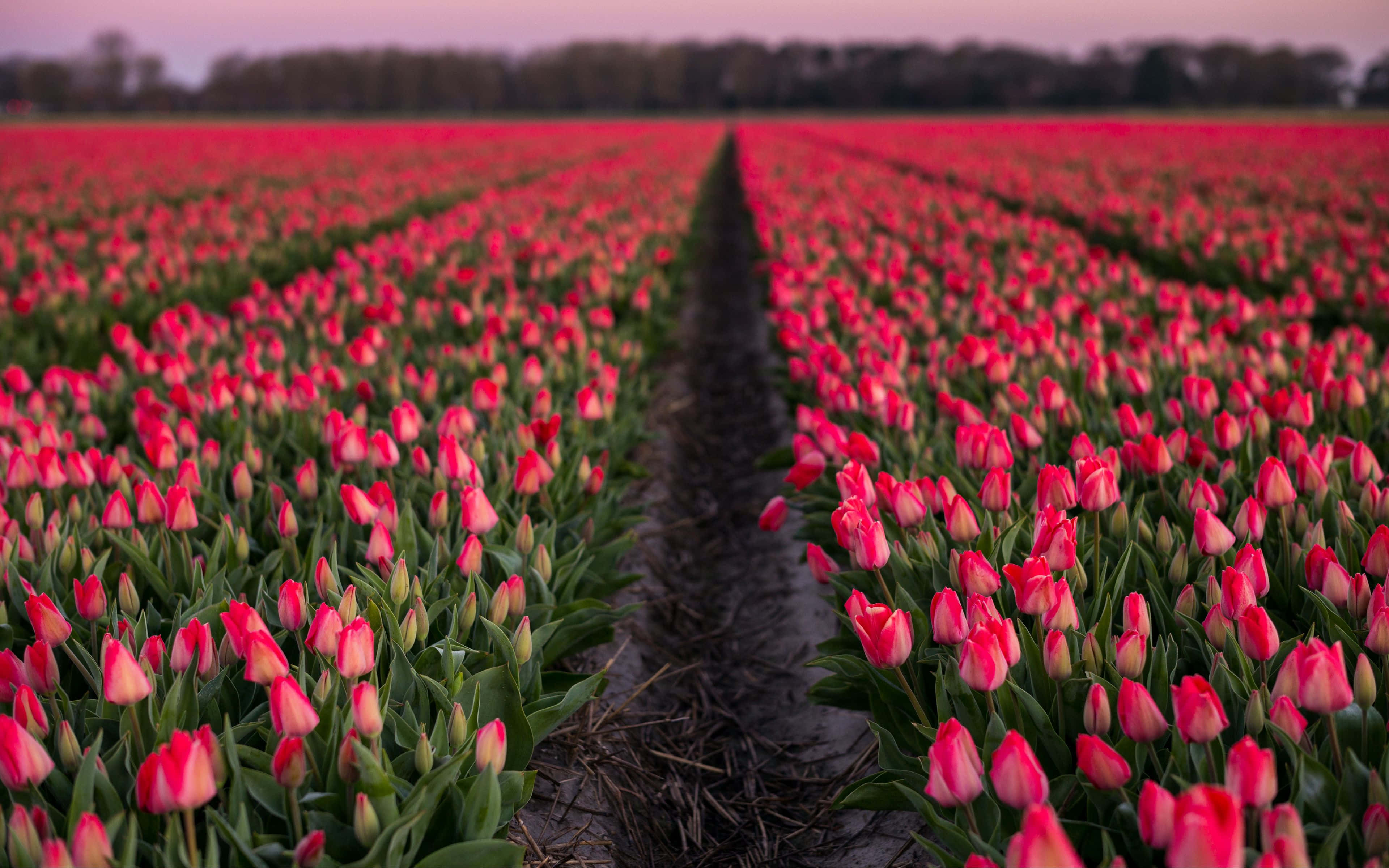 Tulip Field 桌布 壁紙 — 一排排鮮豔的粉紅色鬱金香在柔和的暮色天空下延伸到遠方。
