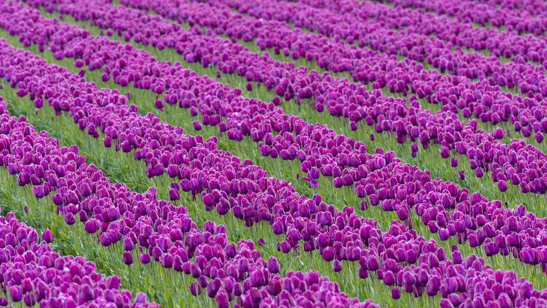 Tulip Field 桌布 壁紙 — 一排排鮮豔的紫色鬱金香在明亮的日光下，以整齊的對角線圖案延伸穿過茂密的綠色田野。