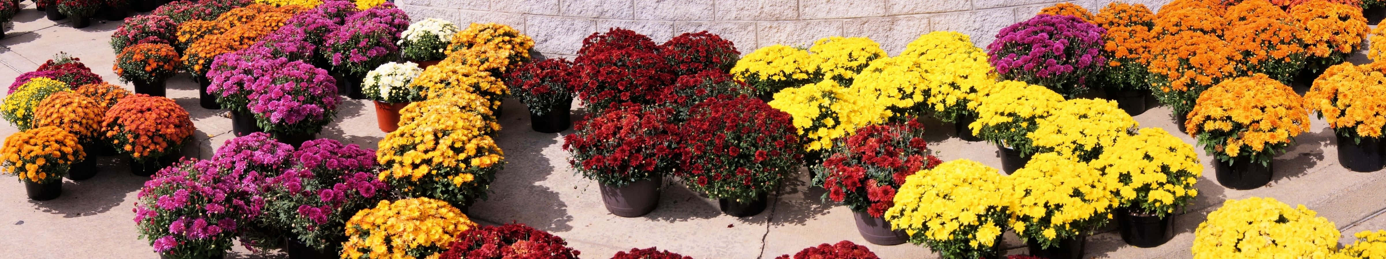4800x900 桌布 壁紙 — 一排排鮮豔的菊花，有橙色、紫色、黃色和紅色，在明亮的陽光下整齊地種在花盆裡，靠著石牆盛開。