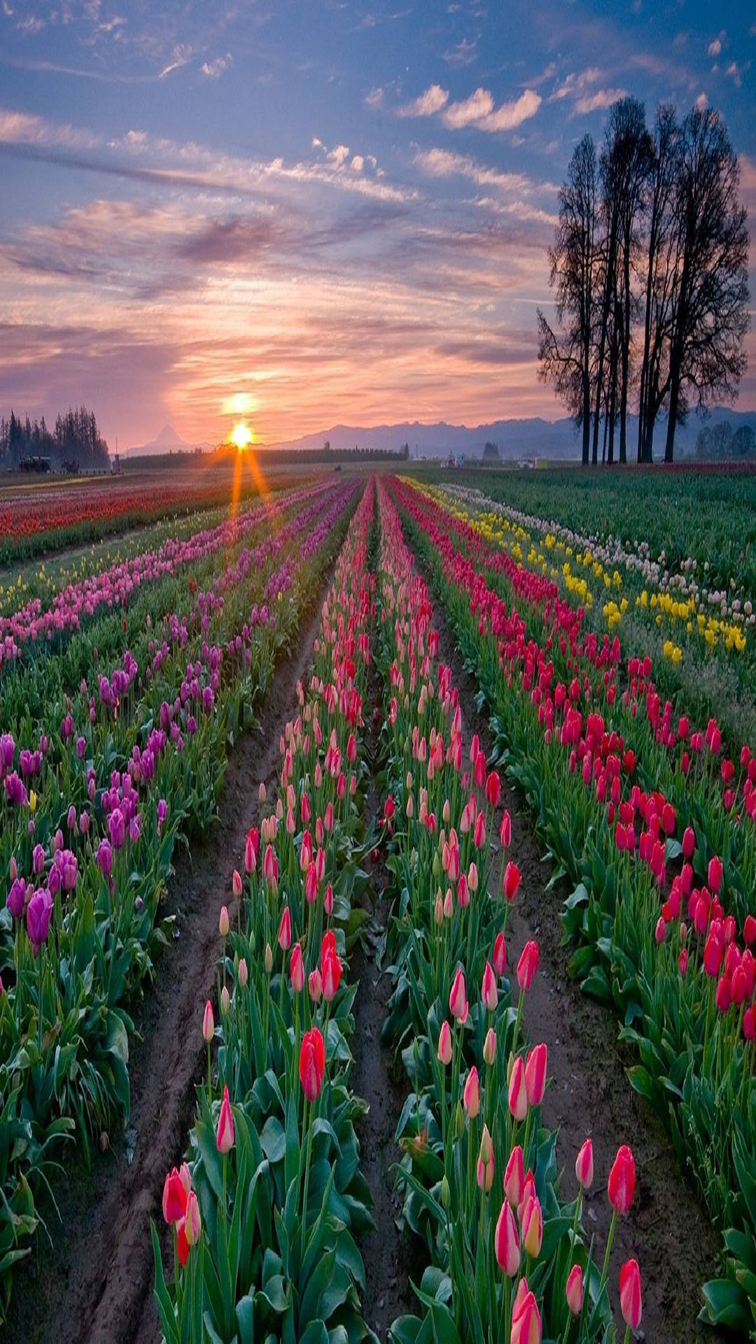 Tulip 桌布 壁紙 — 一排排鮮豔的鬱金香向著閃耀的夕陽延伸，遠山和剪影樹木在粉彩天空下。