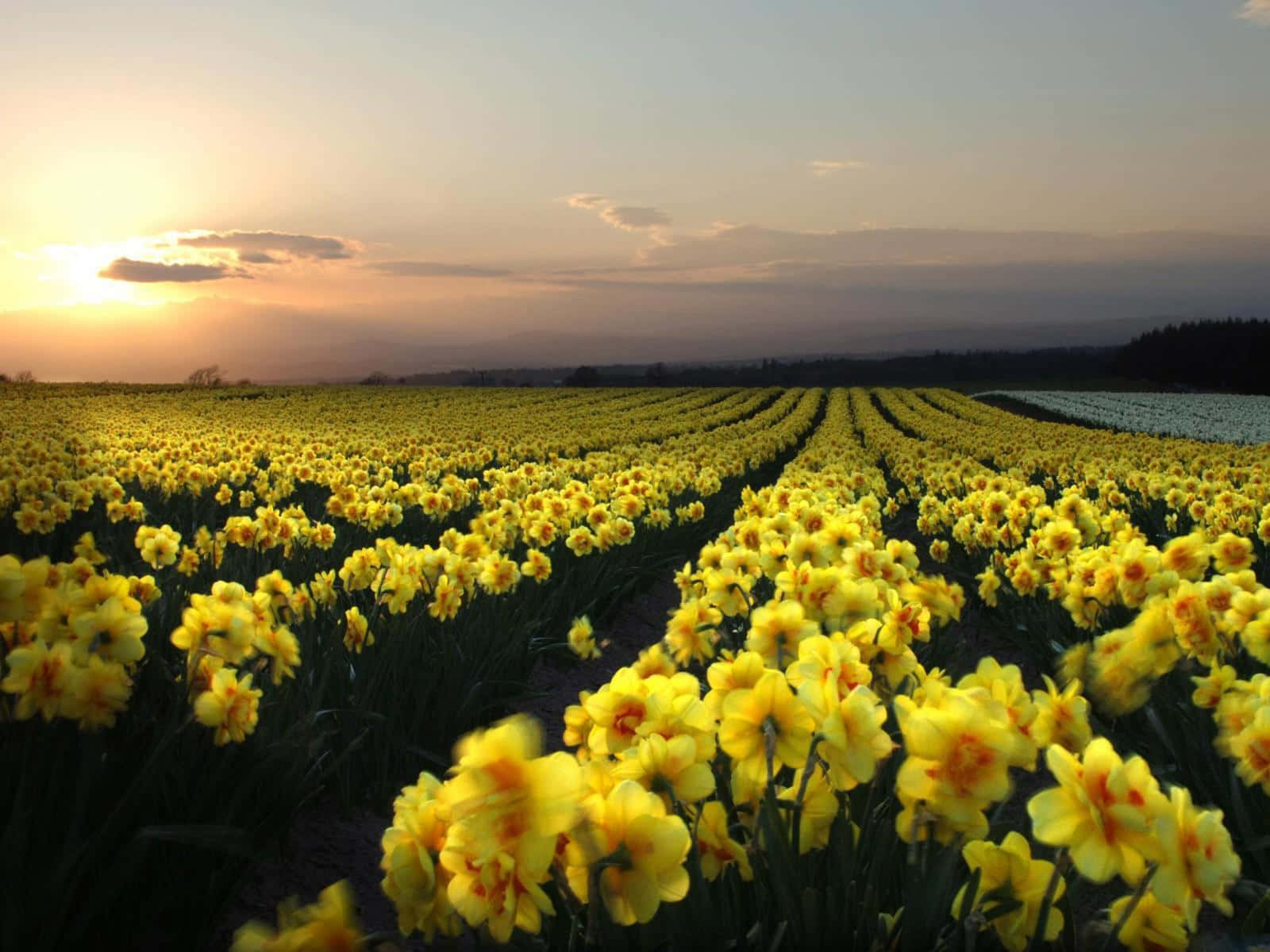 Yellow Daffodils 桌布 壁紙 — 一排排鮮黃色的水仙花向著遠處山丘上柔和的金色夕陽延伸。