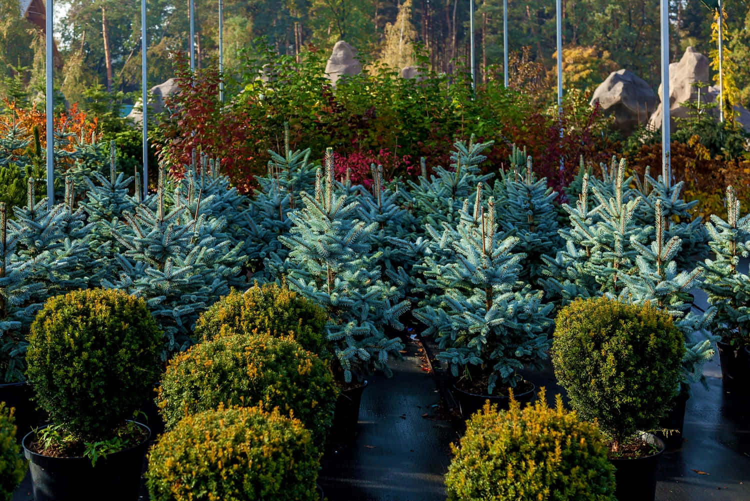 Evergreen Trees 桌布 壁紙 — 一排排黑盆中的藍雲杉幼苗和圓形綠色灌木，在明亮的陽光下排列在苗圃的潮濕小徑上。