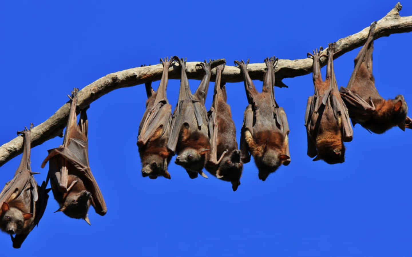 Bats 桌布 壁紙 — 一排棕色蝙蝠倒掛在光禿禿的樹枝上，背景是鮮豔的藍天。