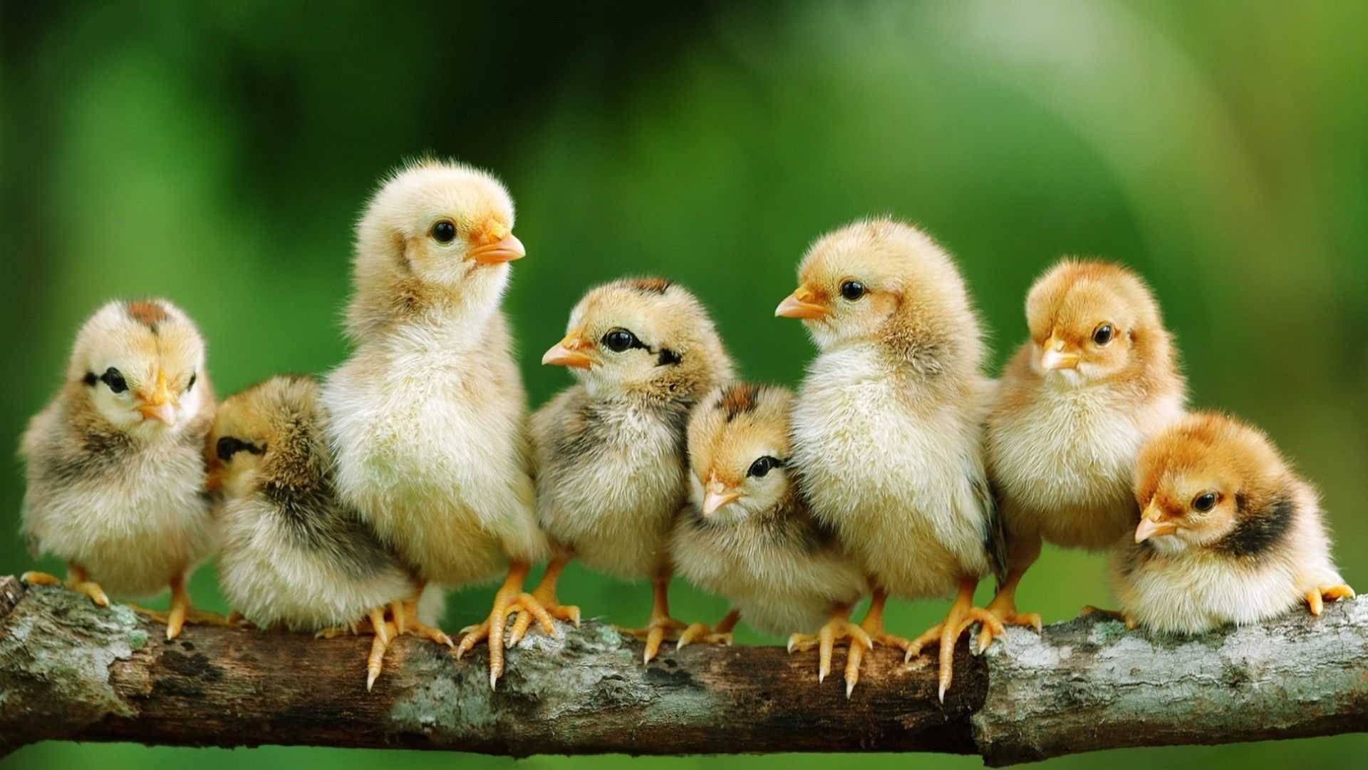 Egg 桌布 壁紙 — 一排毛茸茸的黃色小雞並排棲息在長滿苔蘚的樹枝上，背景是柔和的綠色。
