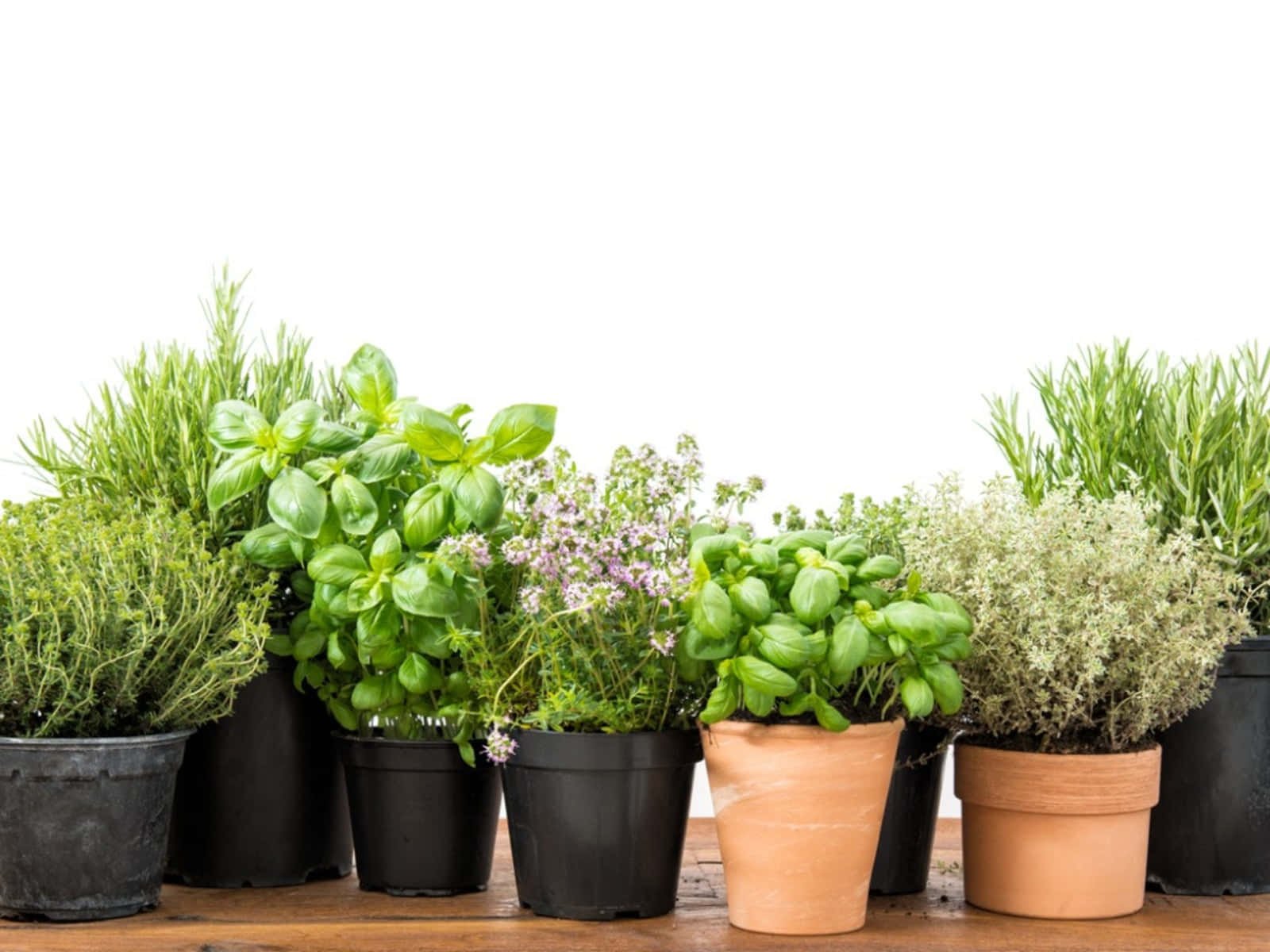 Herb Garden 桌布 壁紙 — 一排盆栽新鮮香草，如羅勒、百里香和迷迭香，排列在白色背景的木質表面上。