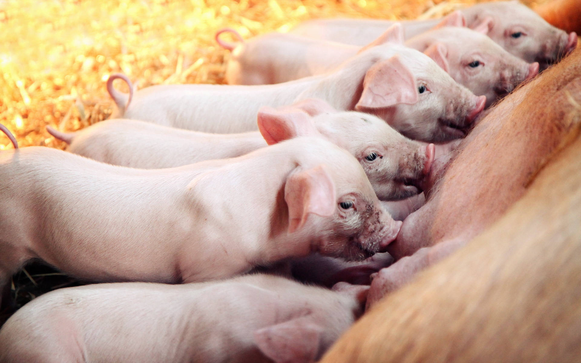 Pig 桌布 壁紙 — 一排粉紅色小豬在溫暖陽光下，於金色稻草床上從母親身上吃奶。